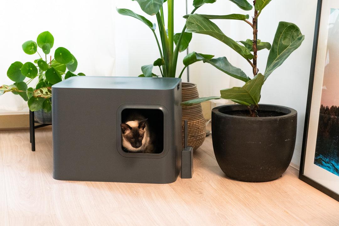 Litière Hoopo pour chat design - LE DOME - Kasibe