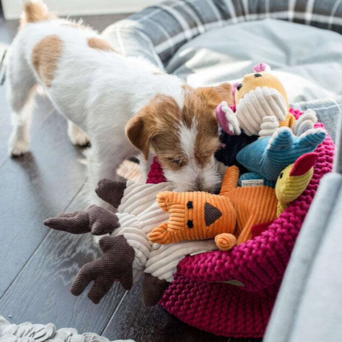 Panier à jouets pour chien - COTTON - Kasibe