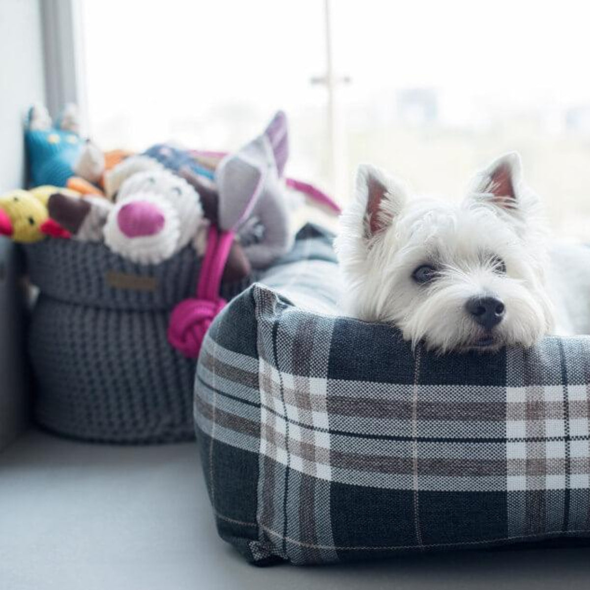 Panier à jouets pour chien - COTTON - Kasibe
