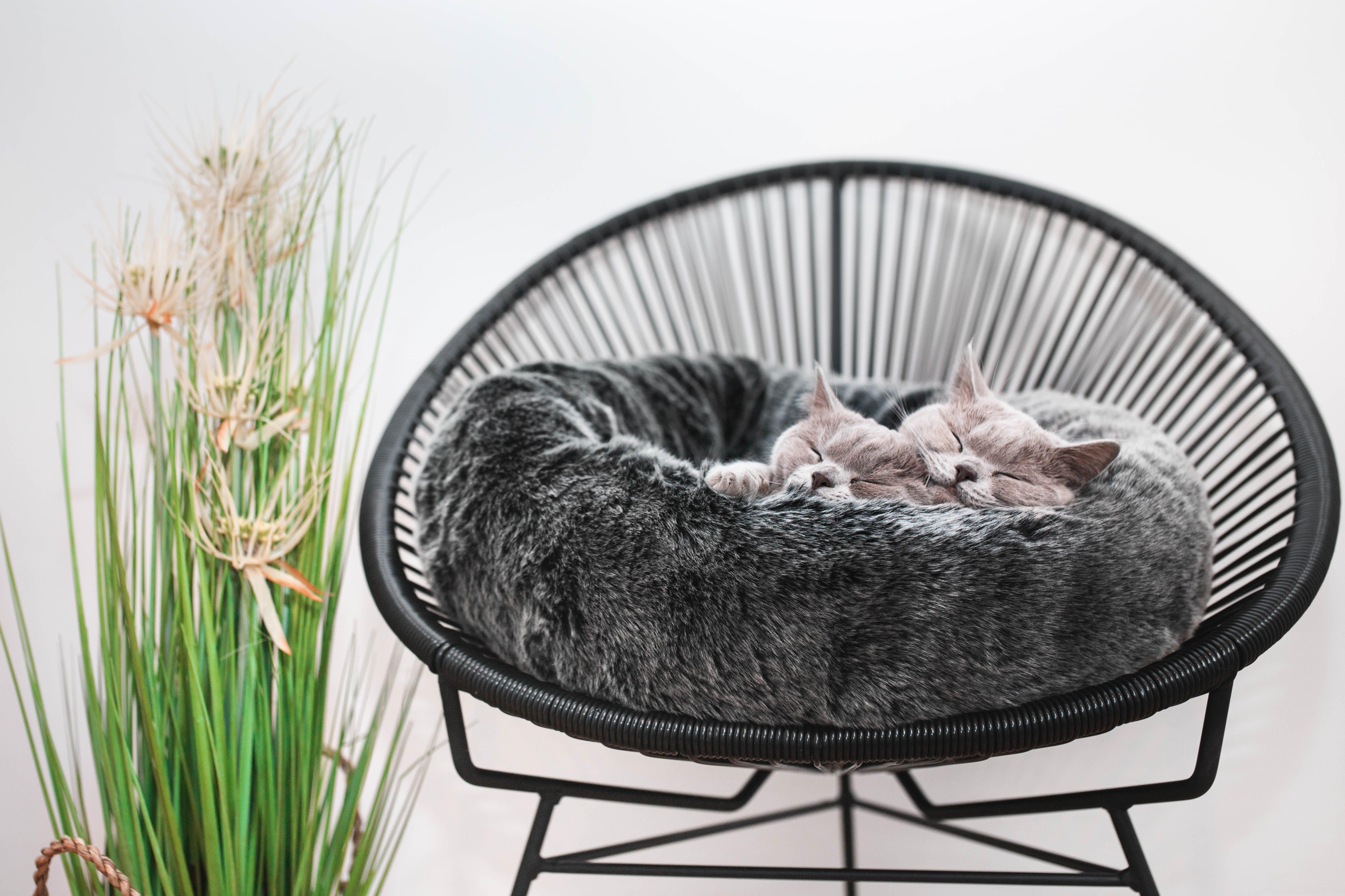 Panier pour chat en fausse fourrure - FELPA - Kasibe