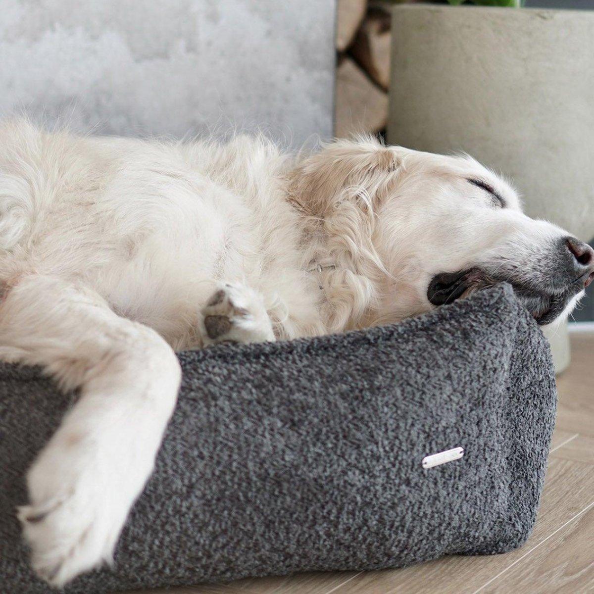Panier pour chien anti stress - BUKLAA - Kasibe
