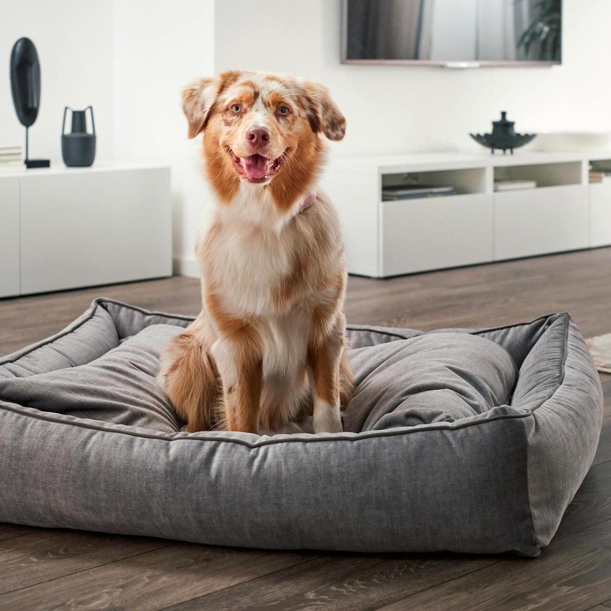 Panier pour chien design - GLAM - Kasibe