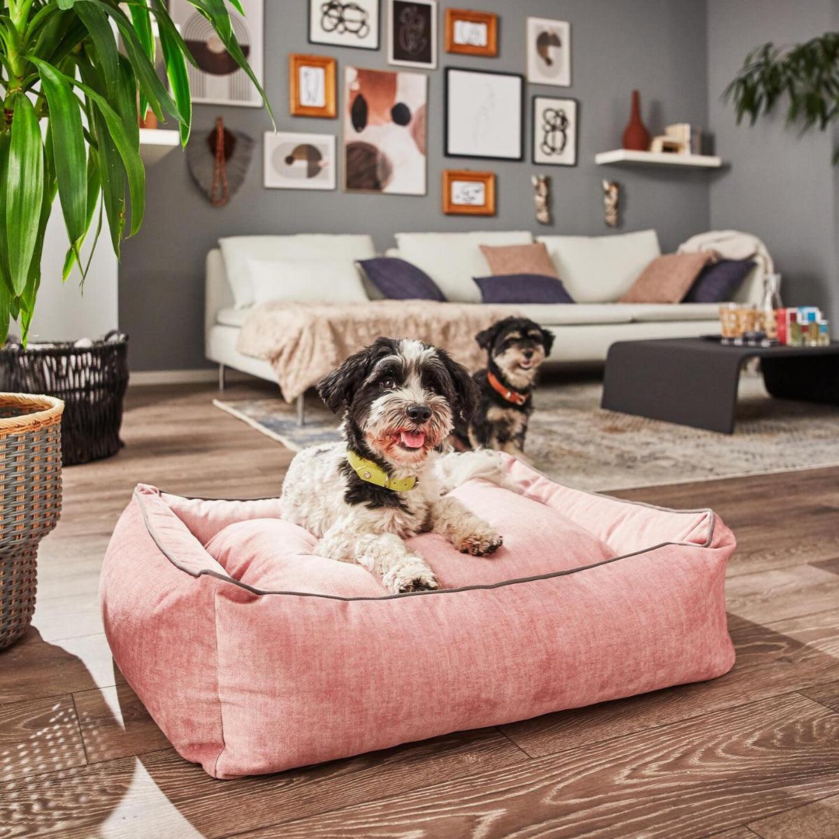 Panier pour chien design - GLAM - Kasibe