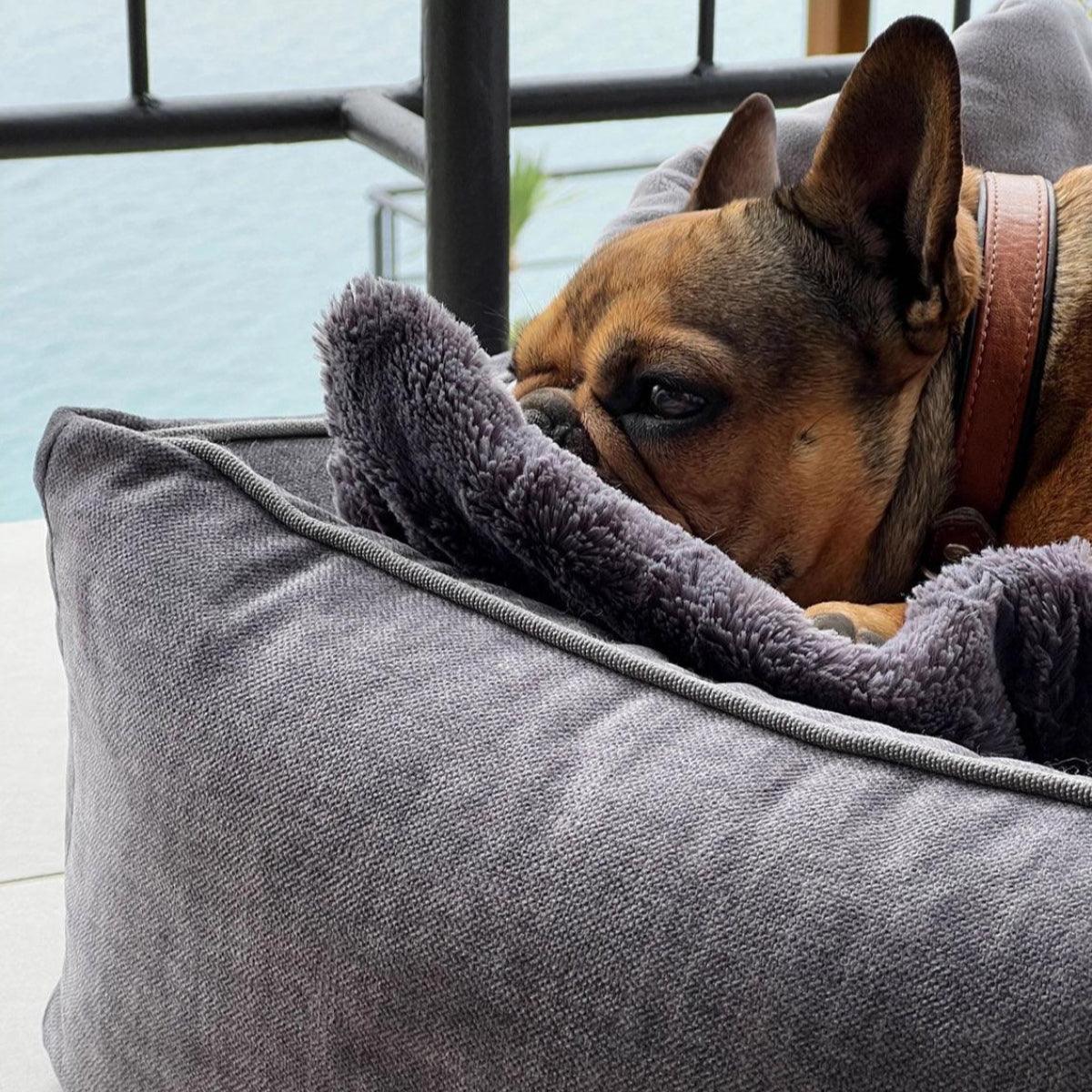 Panier pour chien design - GLAM - Kasibe