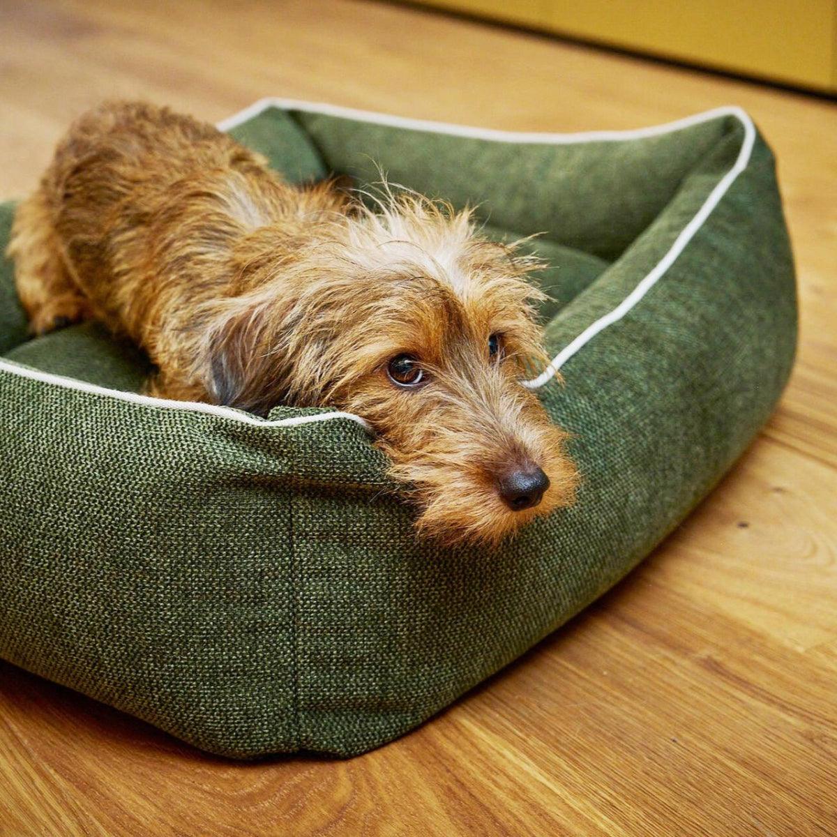 Panier pour chien écologique - ECO - Kasibe