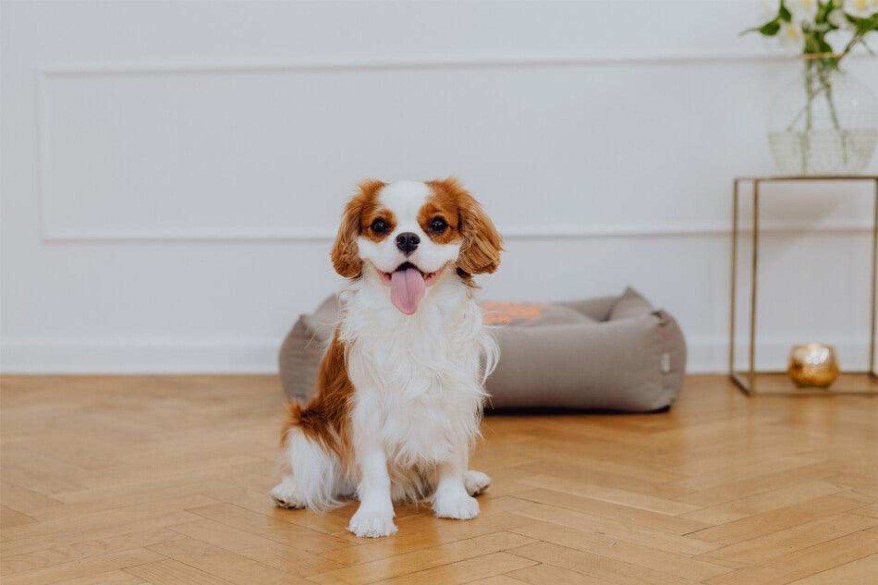 Panier pour chien original - COSMOPOLITAN - Kasibe