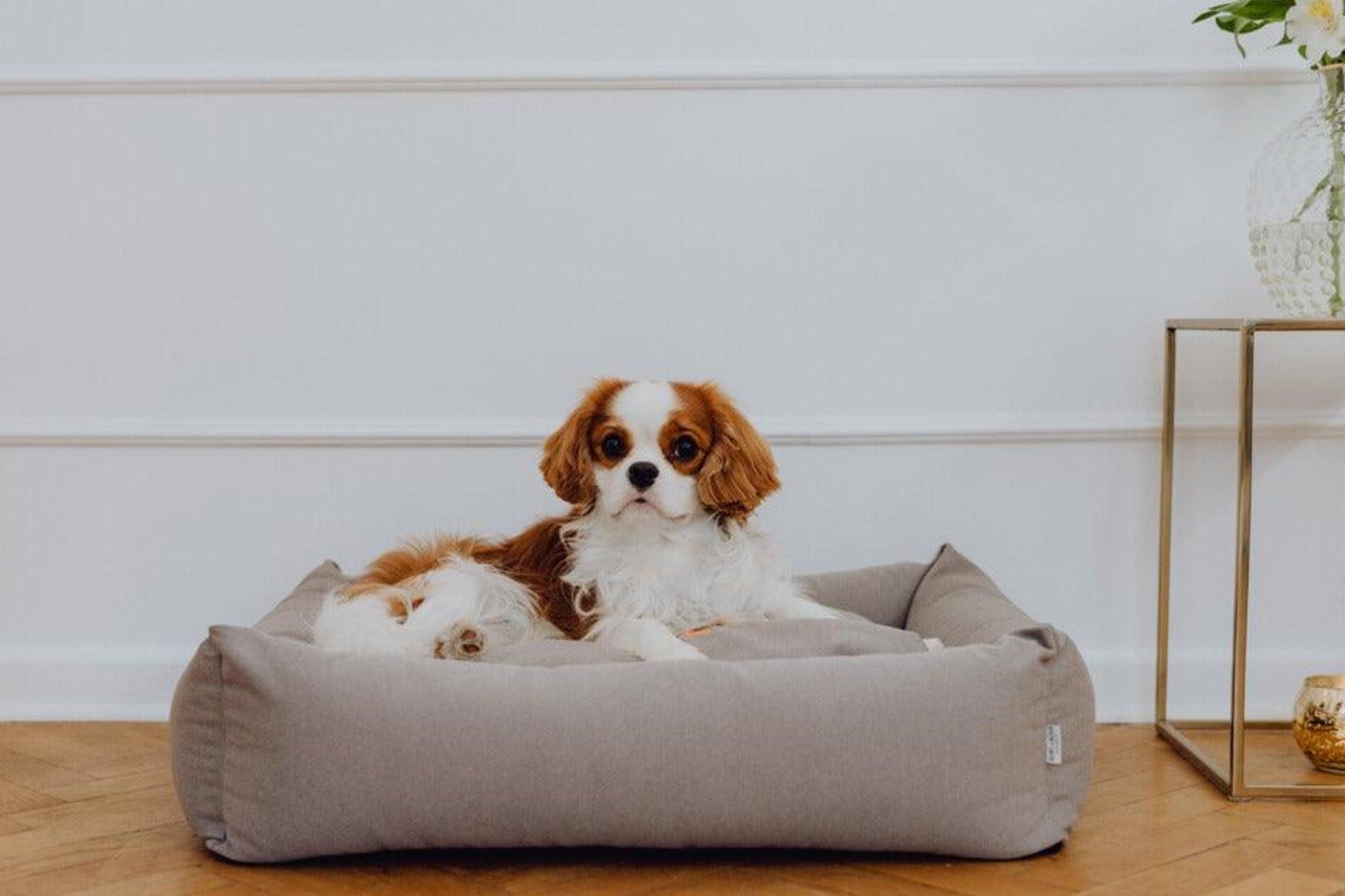 Panier pour chien original - COSMOPOLITAN - Kasibe