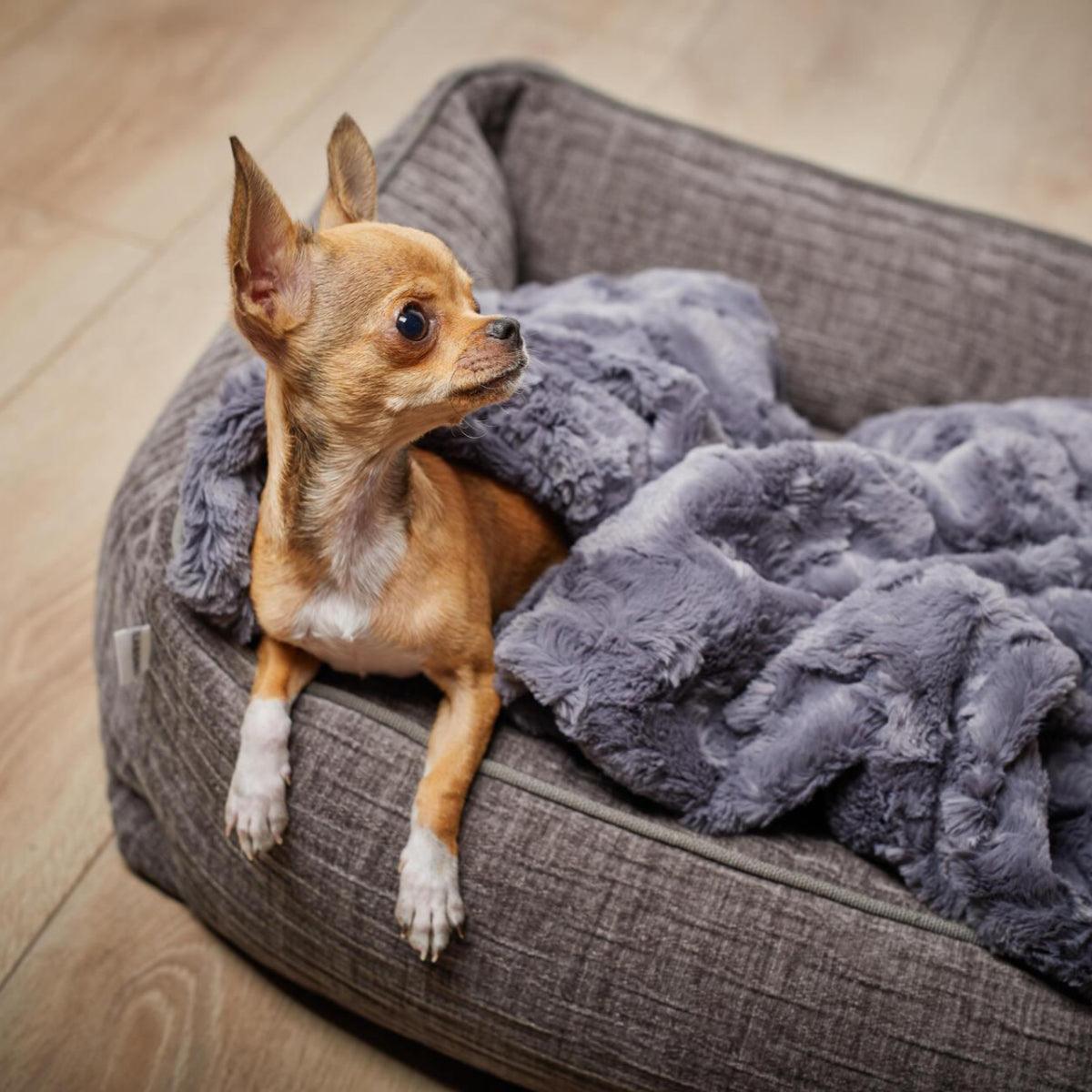 Panier pour chien résistant - NOVA - Kasibe