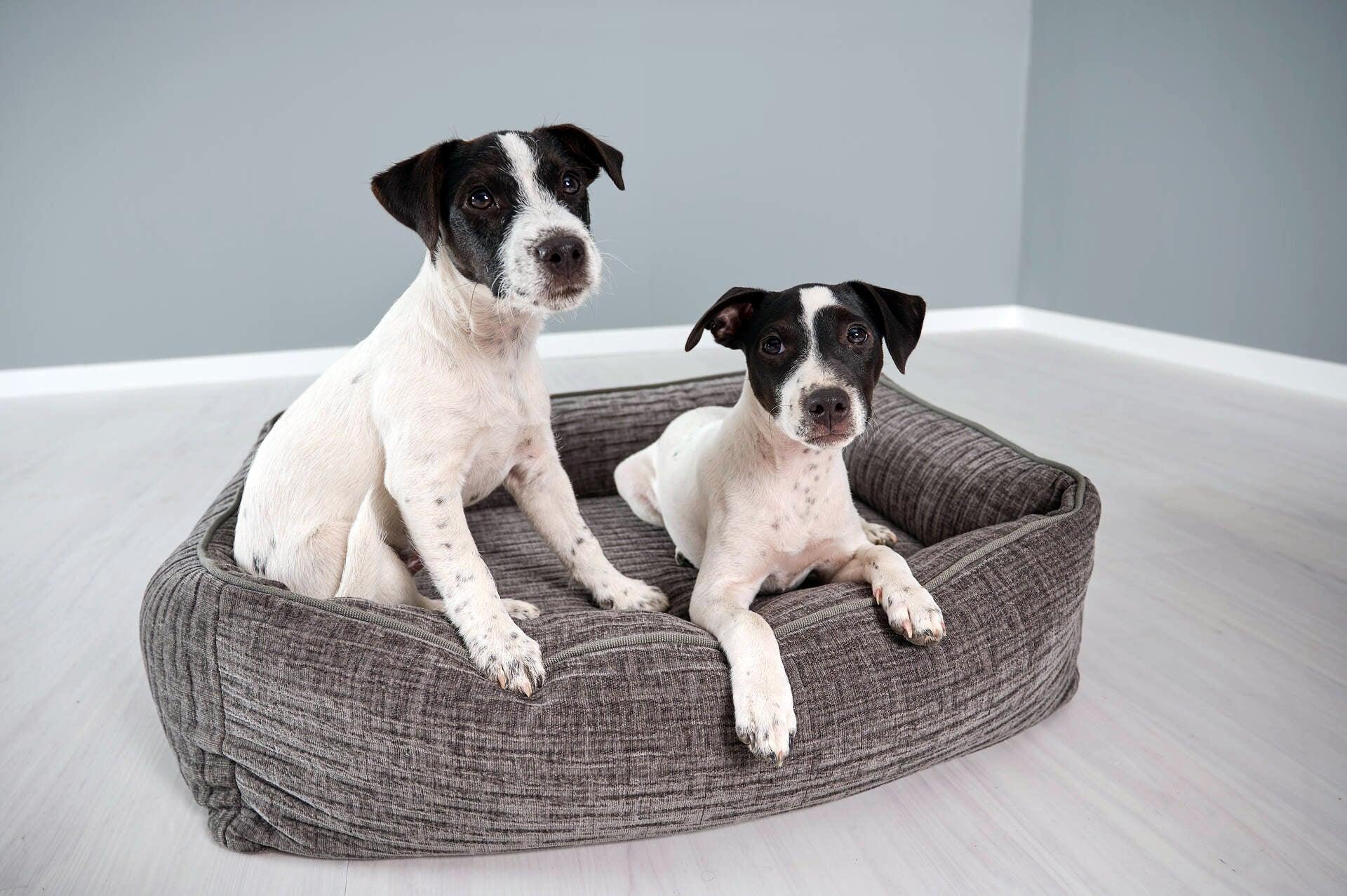 Panier pour chien résistant - NOVA - Kasibe