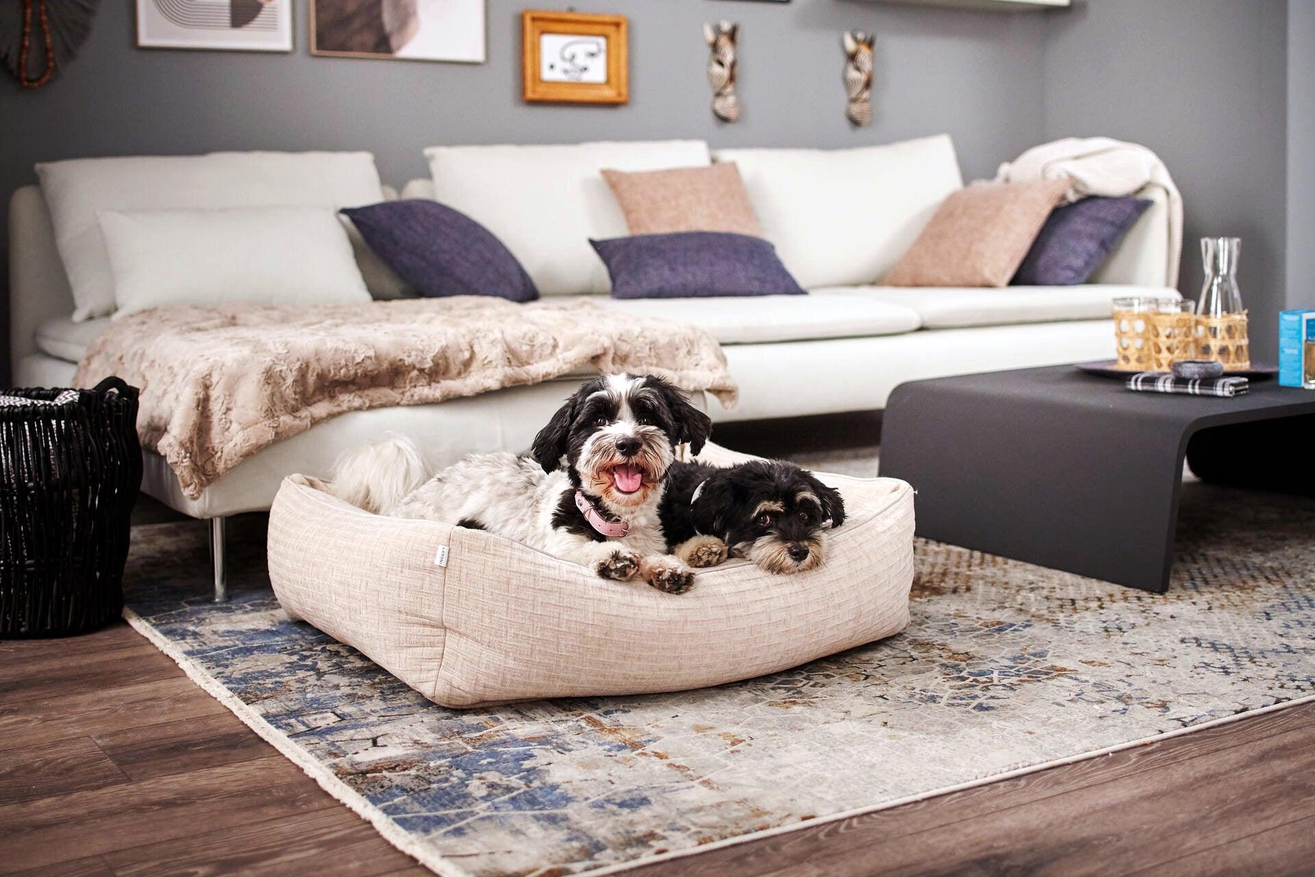 Panier pour chien résistant - NOVA - Kasibe