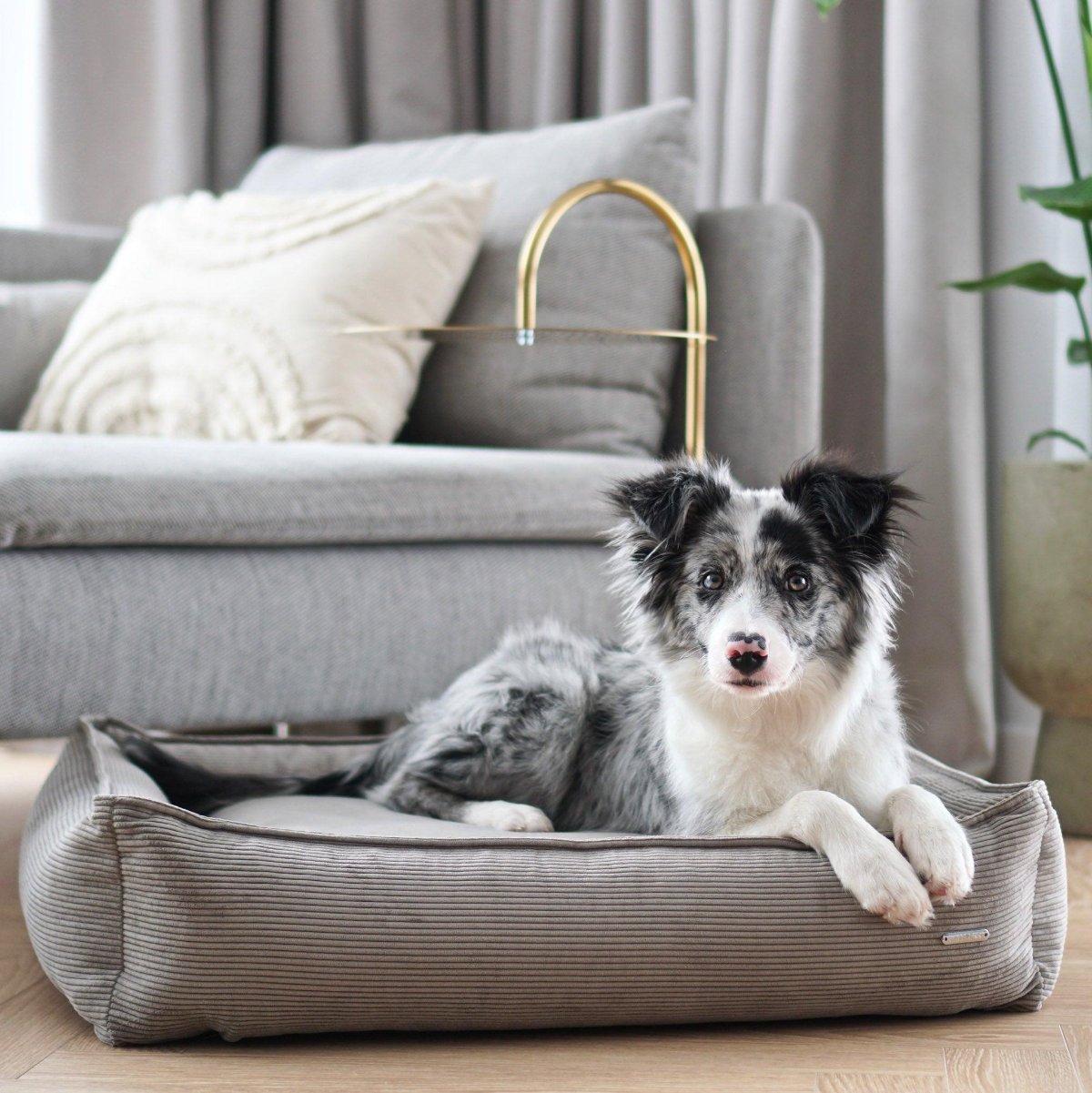 Panier pour chien velours - STRIPPO - Kasibe