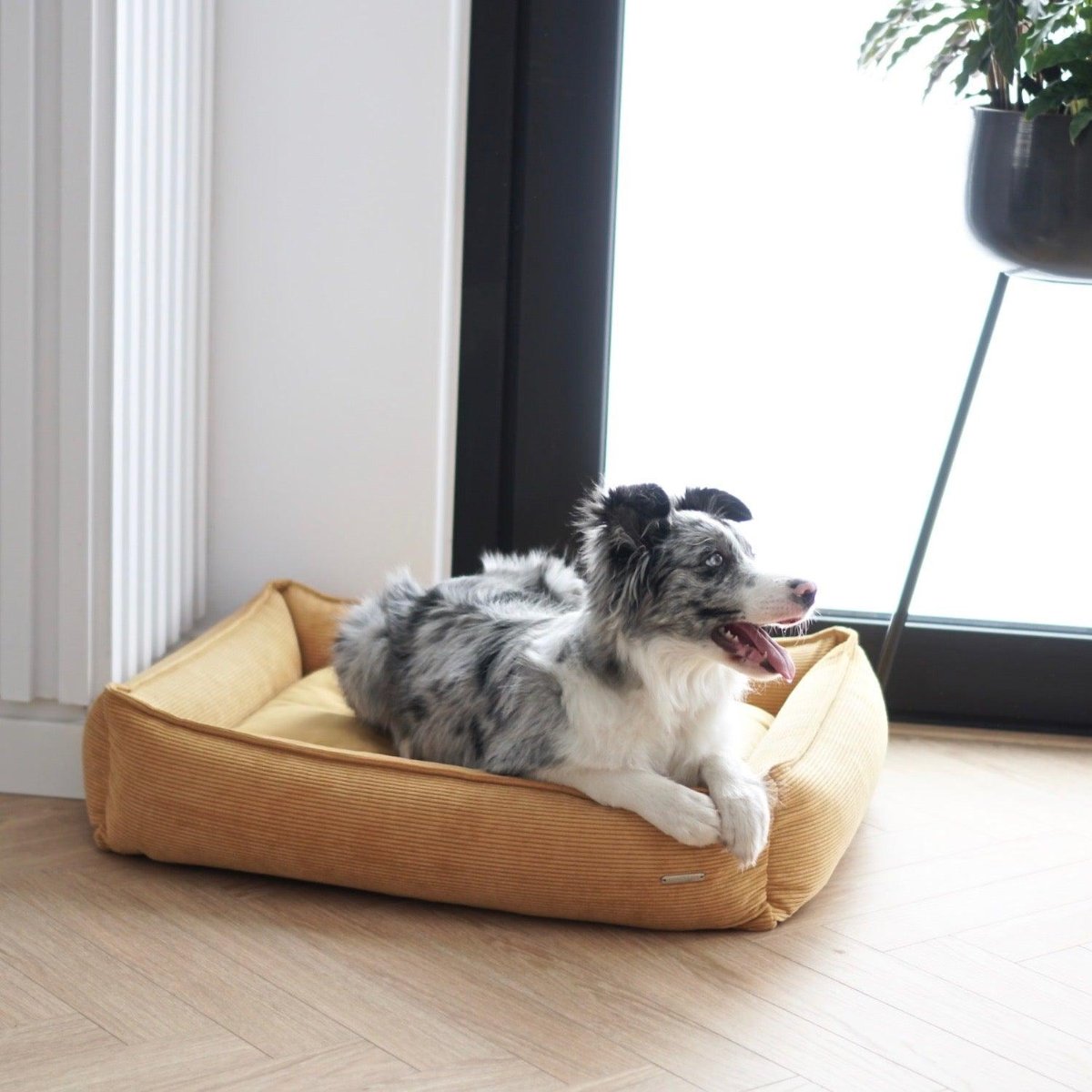 Panier pour chien velours - STRIPPO - Kasibe