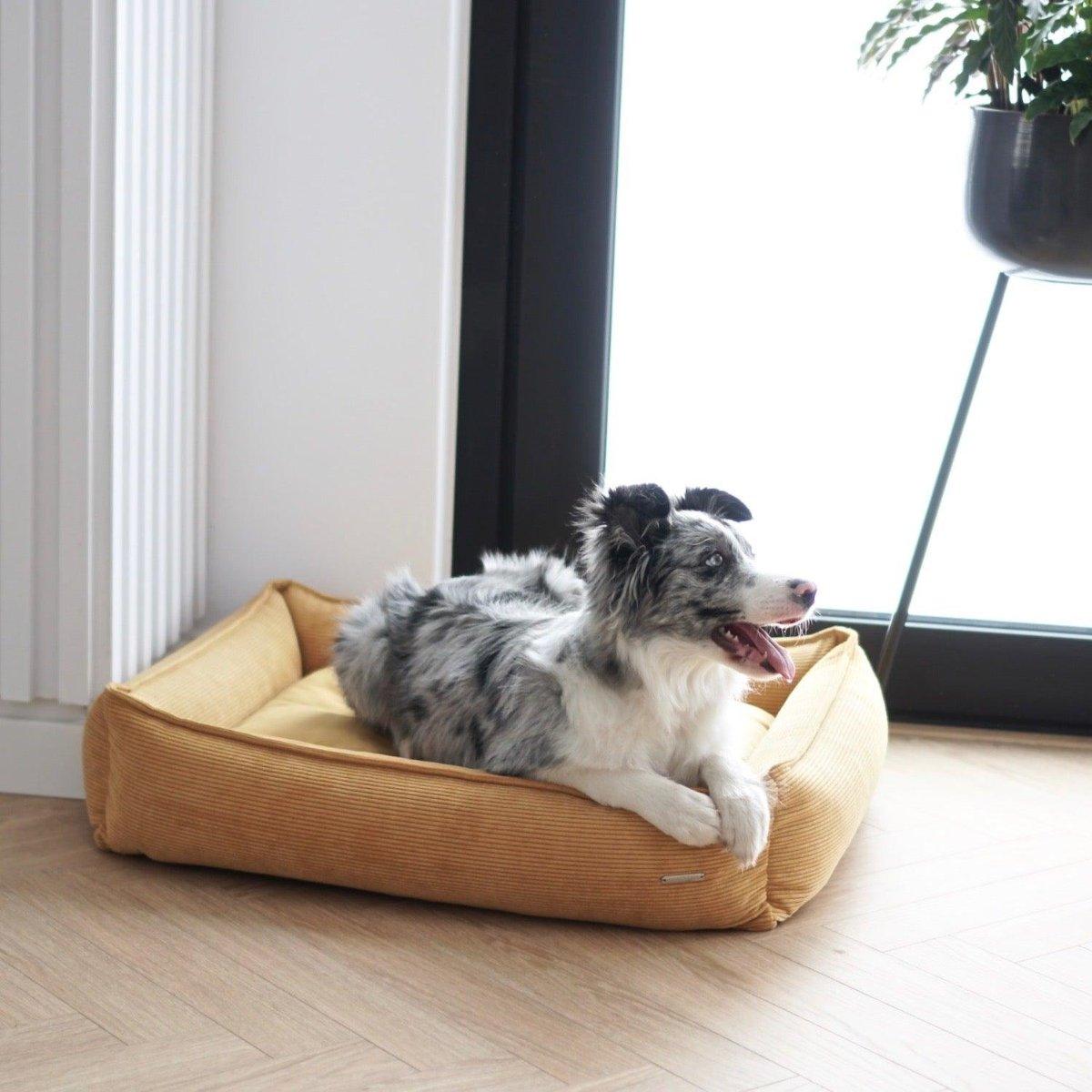 Panier pour chien velours - STRIPPO - Kasibe