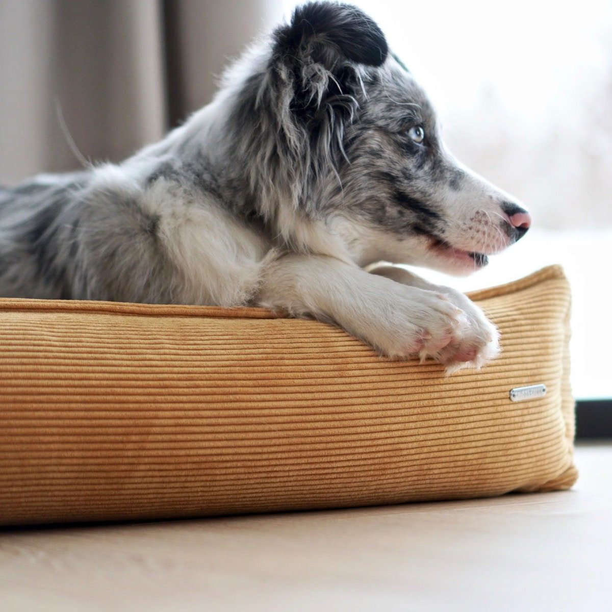 Panier pour chien velours - STRIPPO - Kasibe