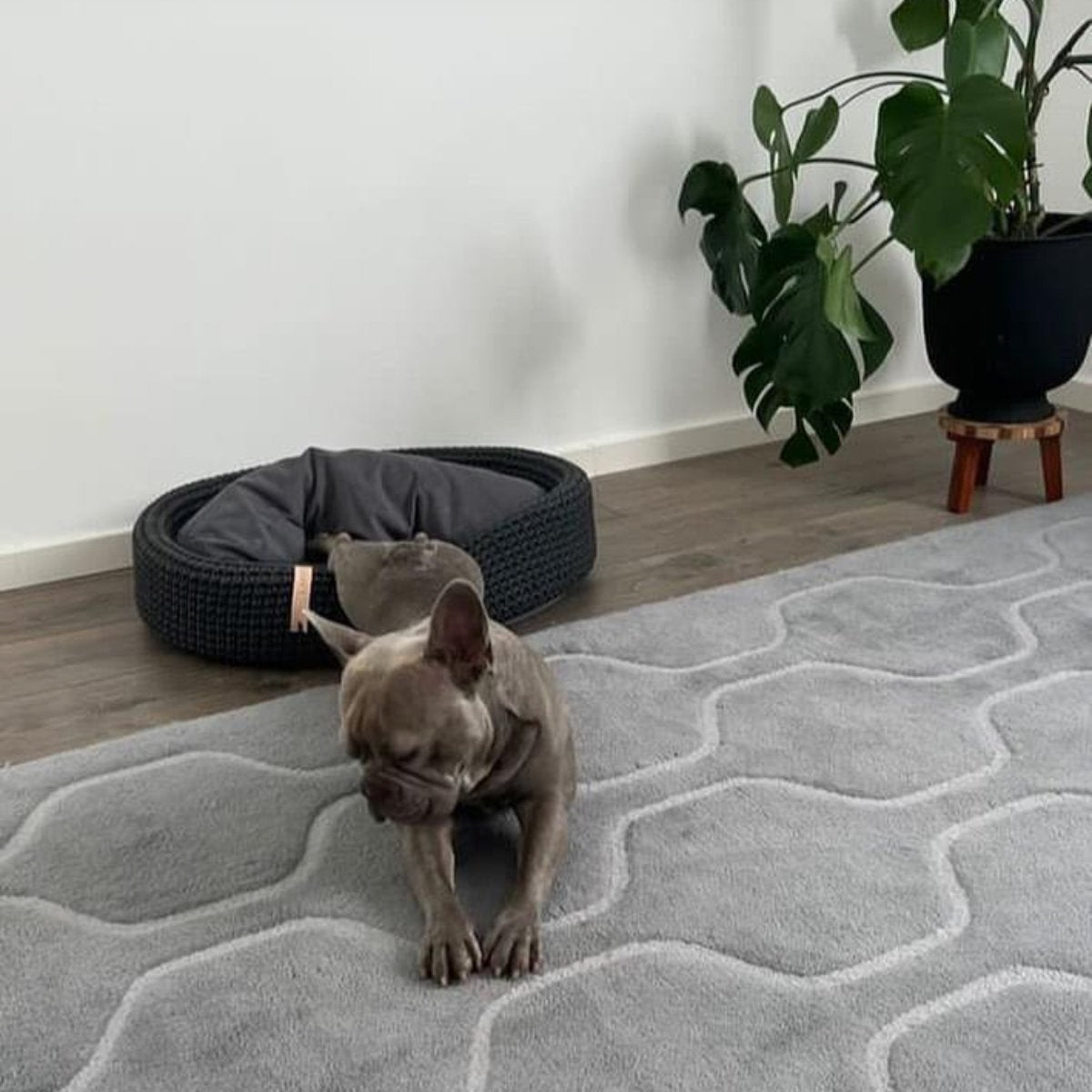 Panier tressé pour chien - LUKKO - Kasibe