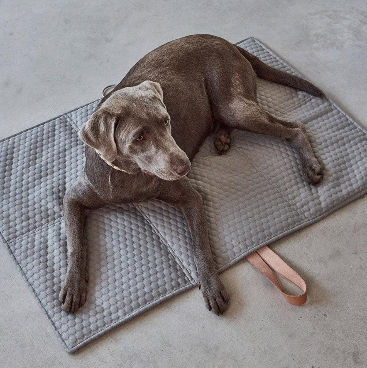 Plaid de voyage pour chien - COSMO FAVO - Kasibe