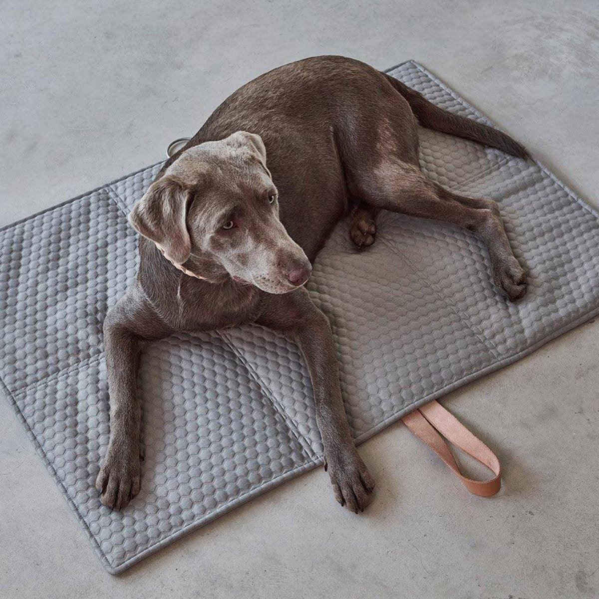 Plaid de voyage pour chien - COSMO FAVO - Kasibe
