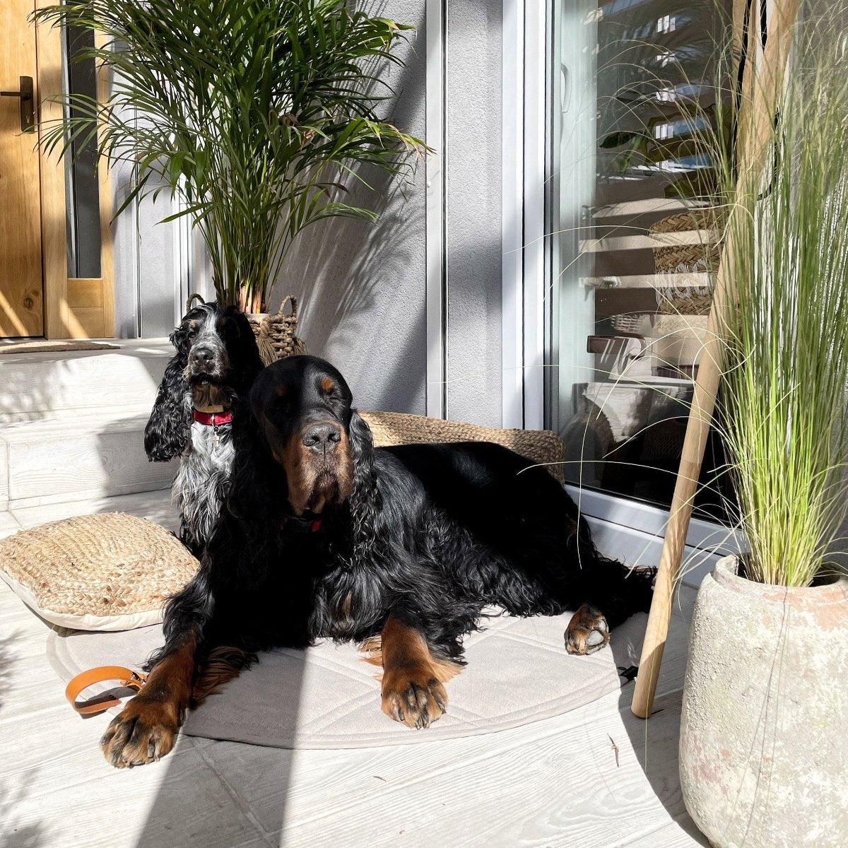 Plaid de voyage pour chien - OKKA - Kasibe