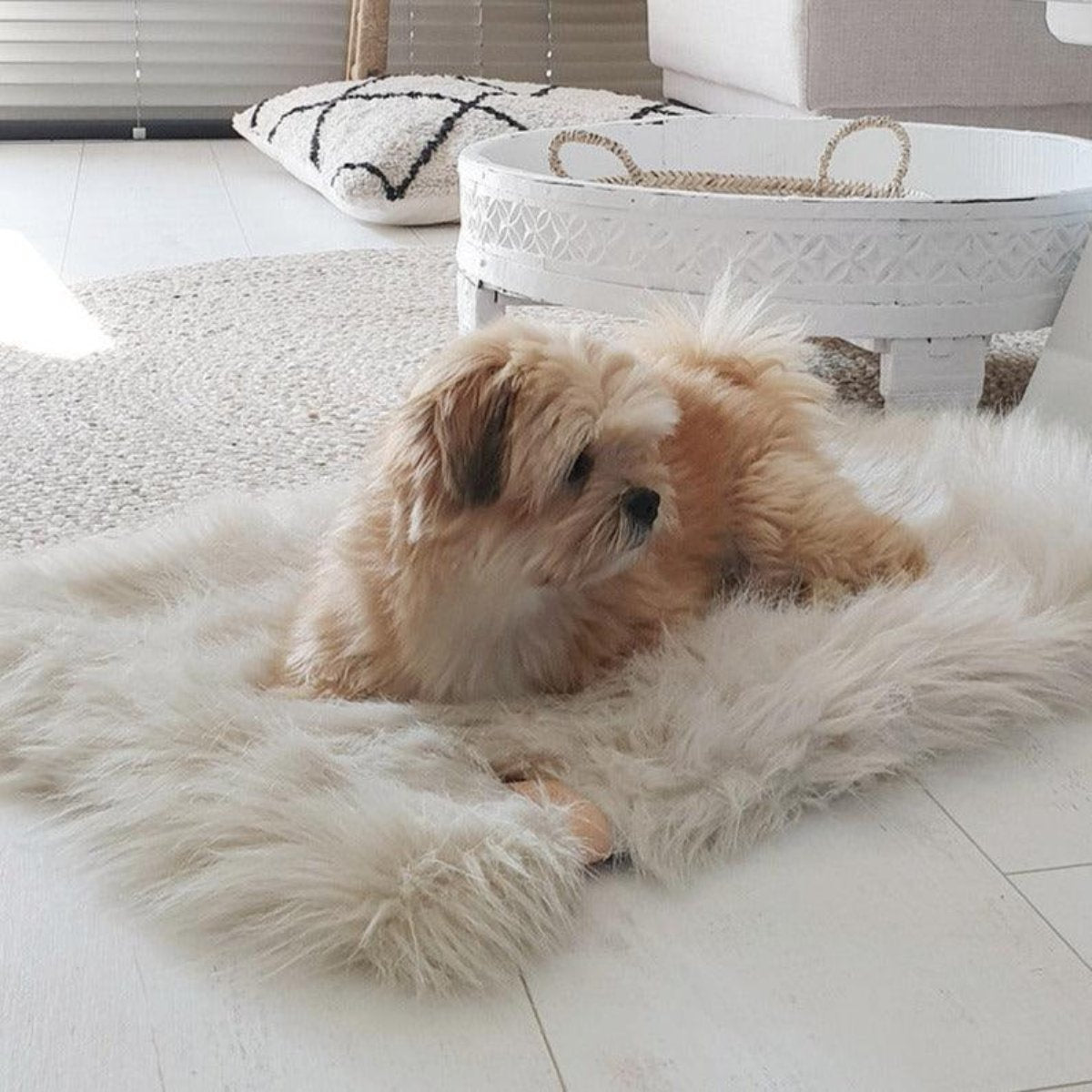 Plaid en fourrure pour chien & chat - FORA - Kasibe