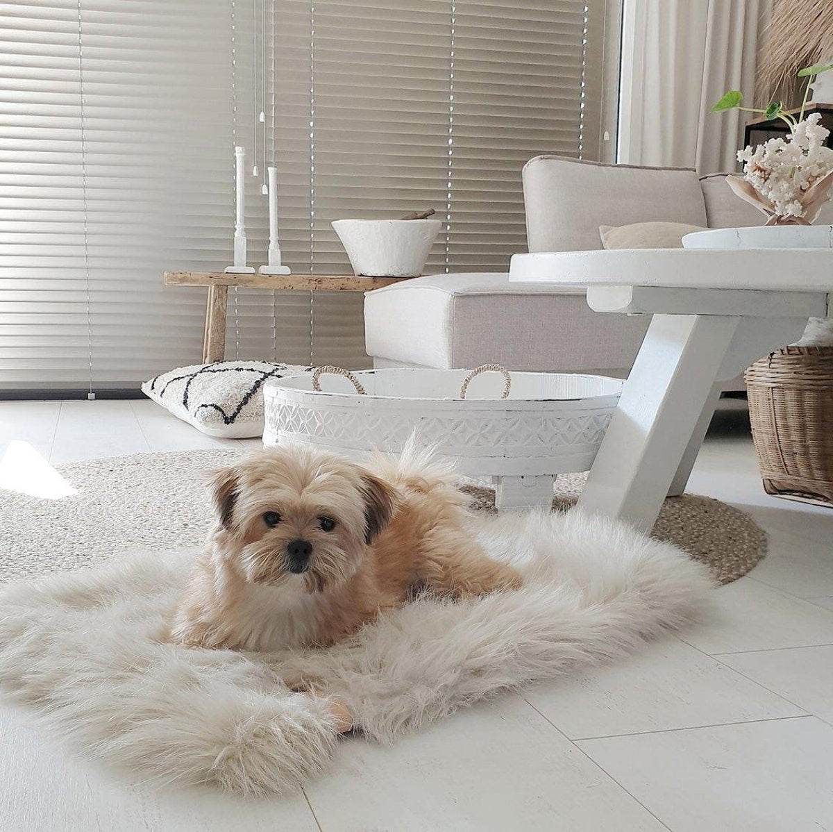 Plaid en fourrure pour chien & chat - FORA - Kasibe