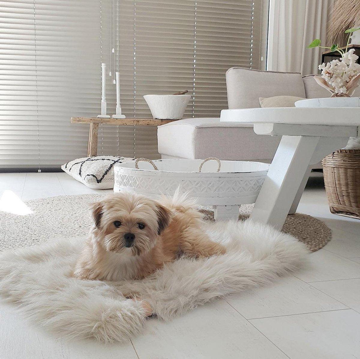 Plaid en fourrure pour chien & chat - FORA - Kasibe