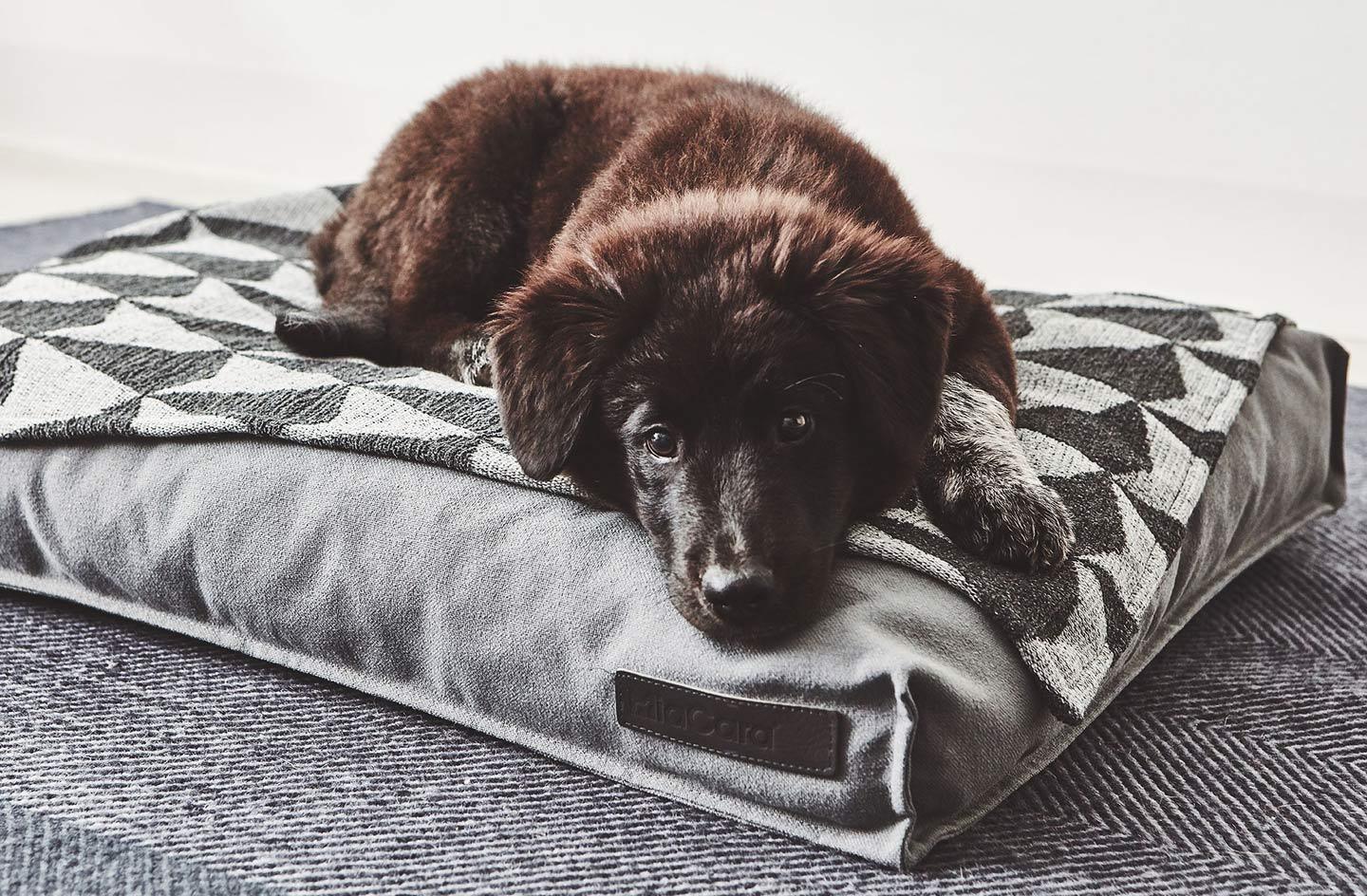 Plaid moderne en tissu graphique pour chien - CIELO - Kasibe