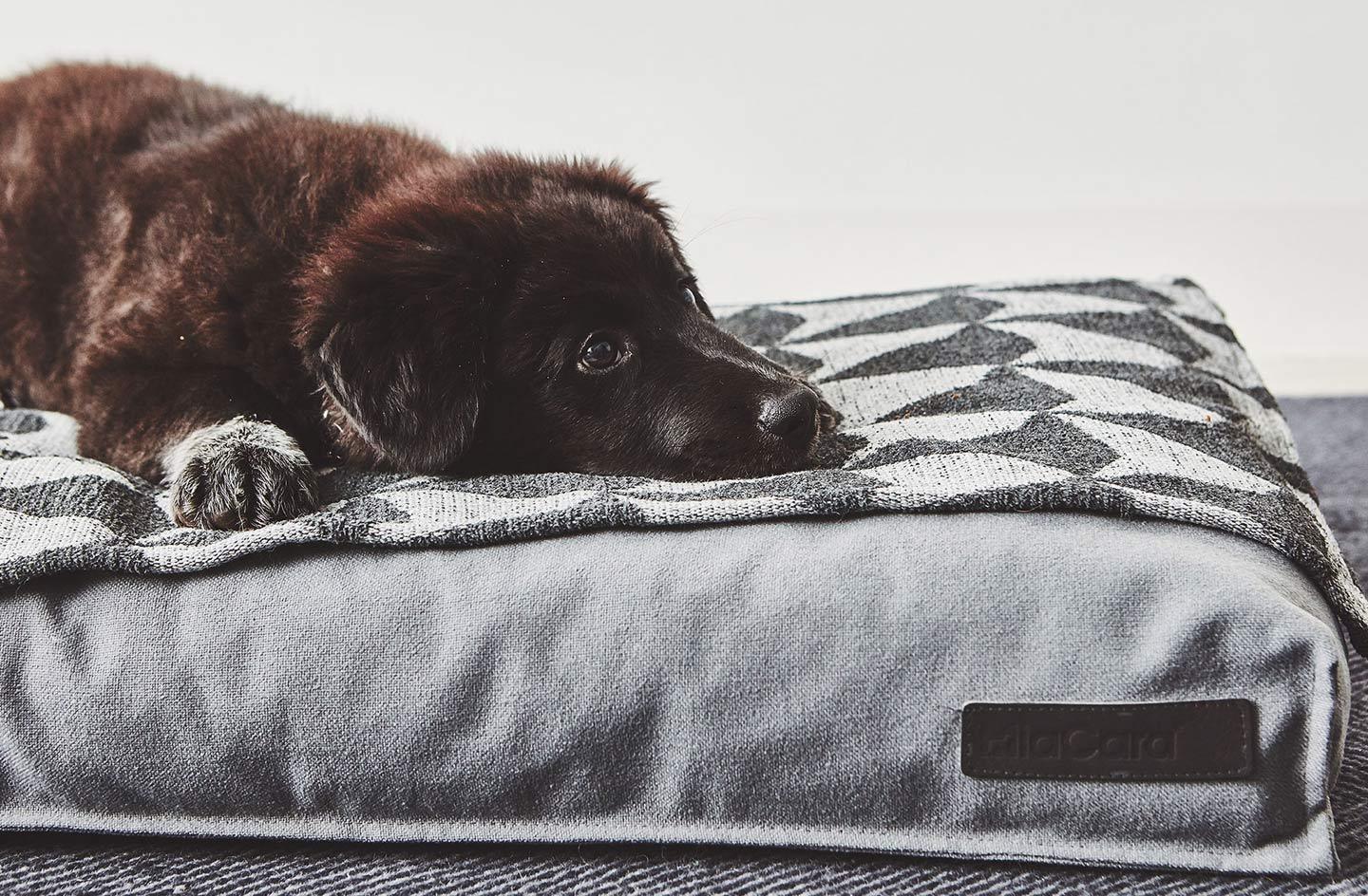 Plaid moderne en tissu graphique pour chien - CIELO - Kasibe