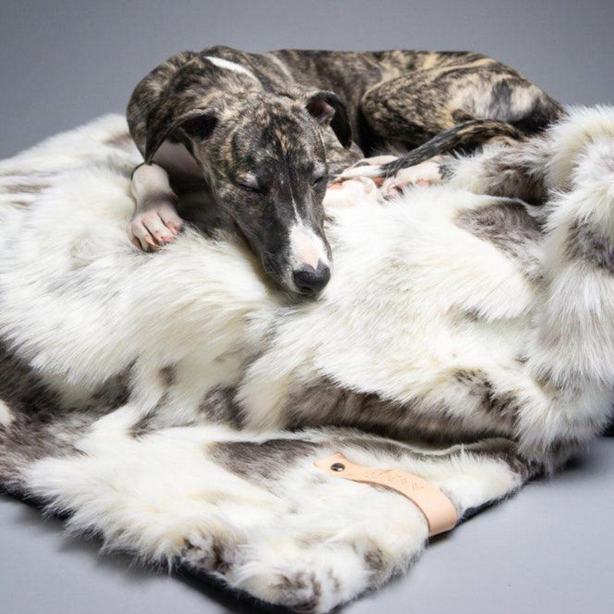 Plaid pour chat - TOSSE - Kasibe