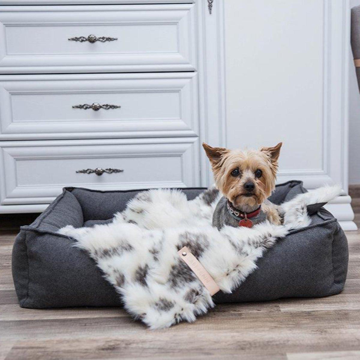 Plaid pour chat - TOSSE - Kasibe