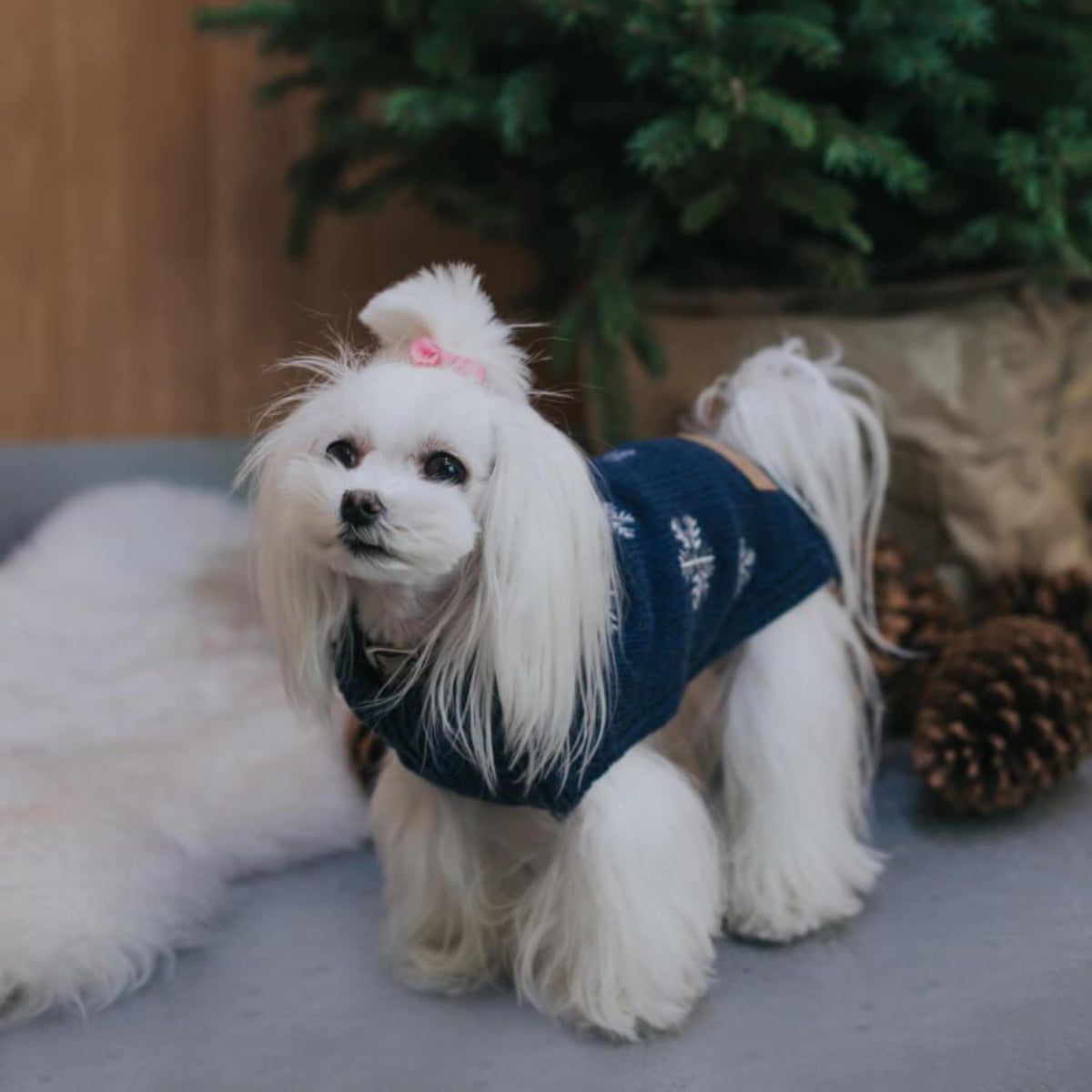 Pull d'hiver pour chien - SNOWFLAKE - Kasibe