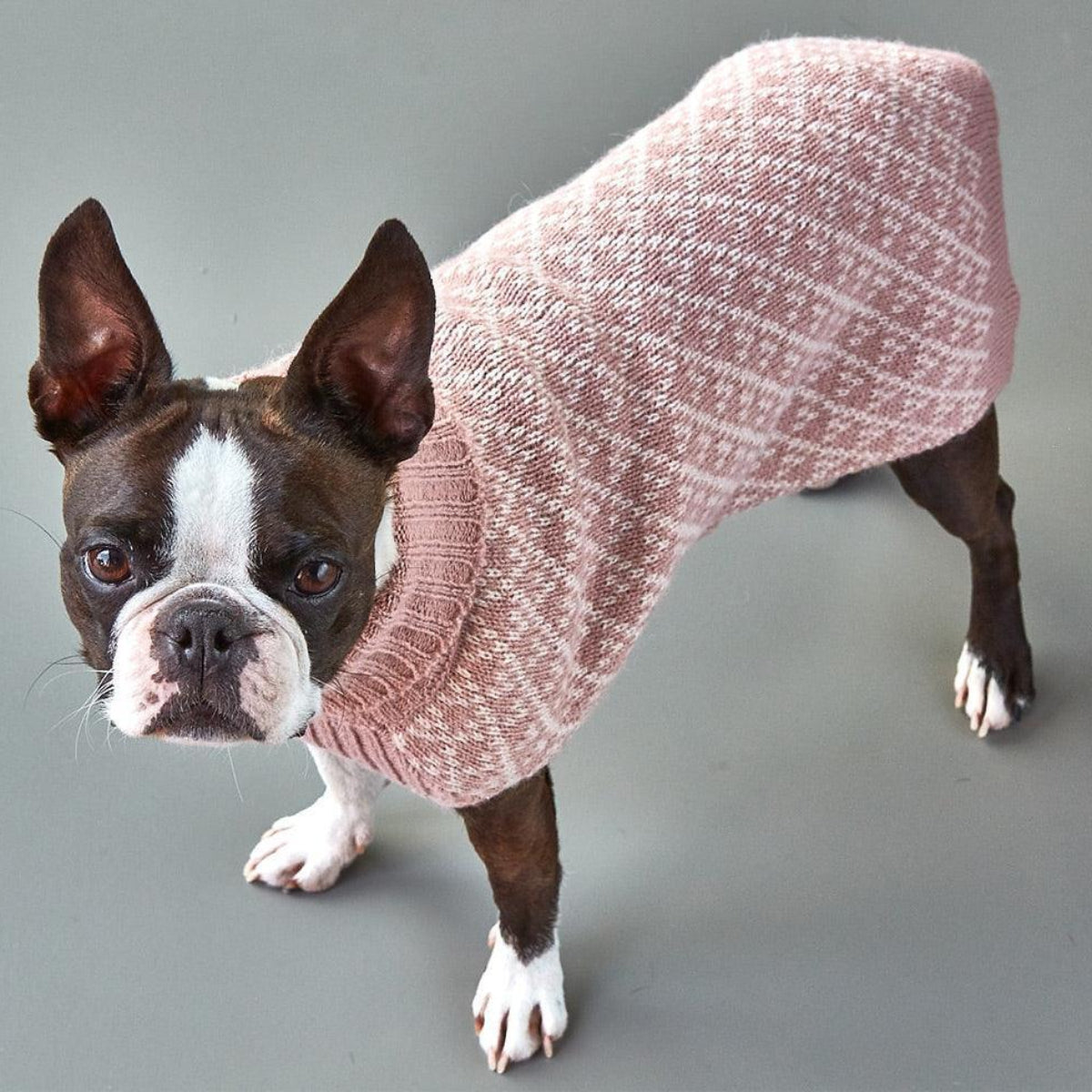 Pull pour chien en laine de mouton et d'alpaga - AURORA - Kasibe