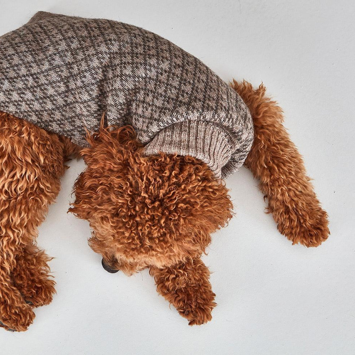 Pull pour chien en laine de mouton et d'alpaga - AURORA - Kasibe