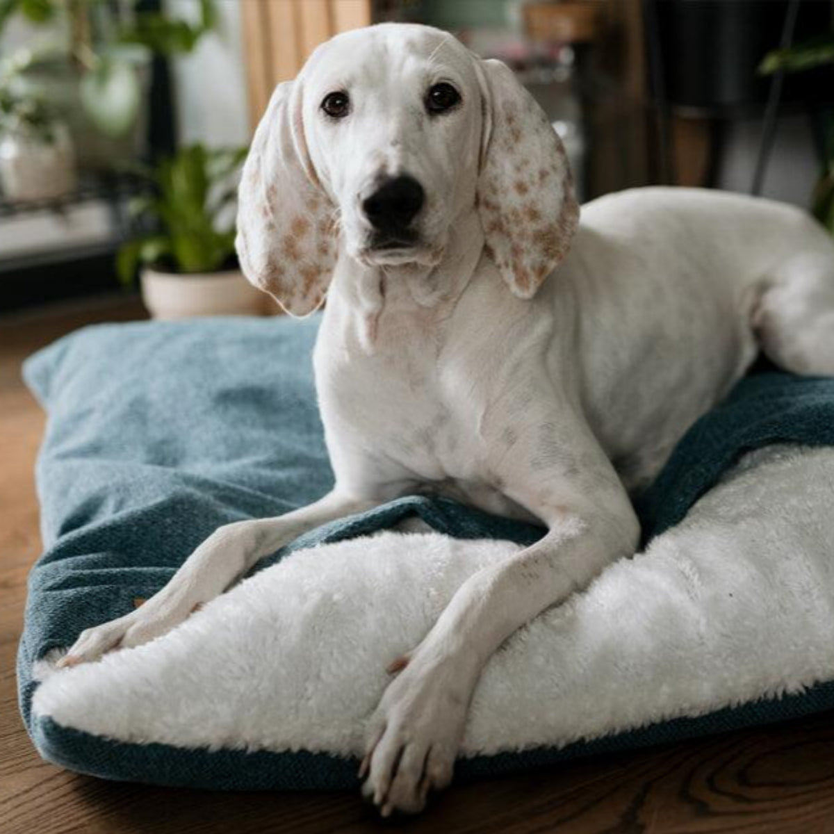 Sac de couchage pour chien - BLISS - Kasibe