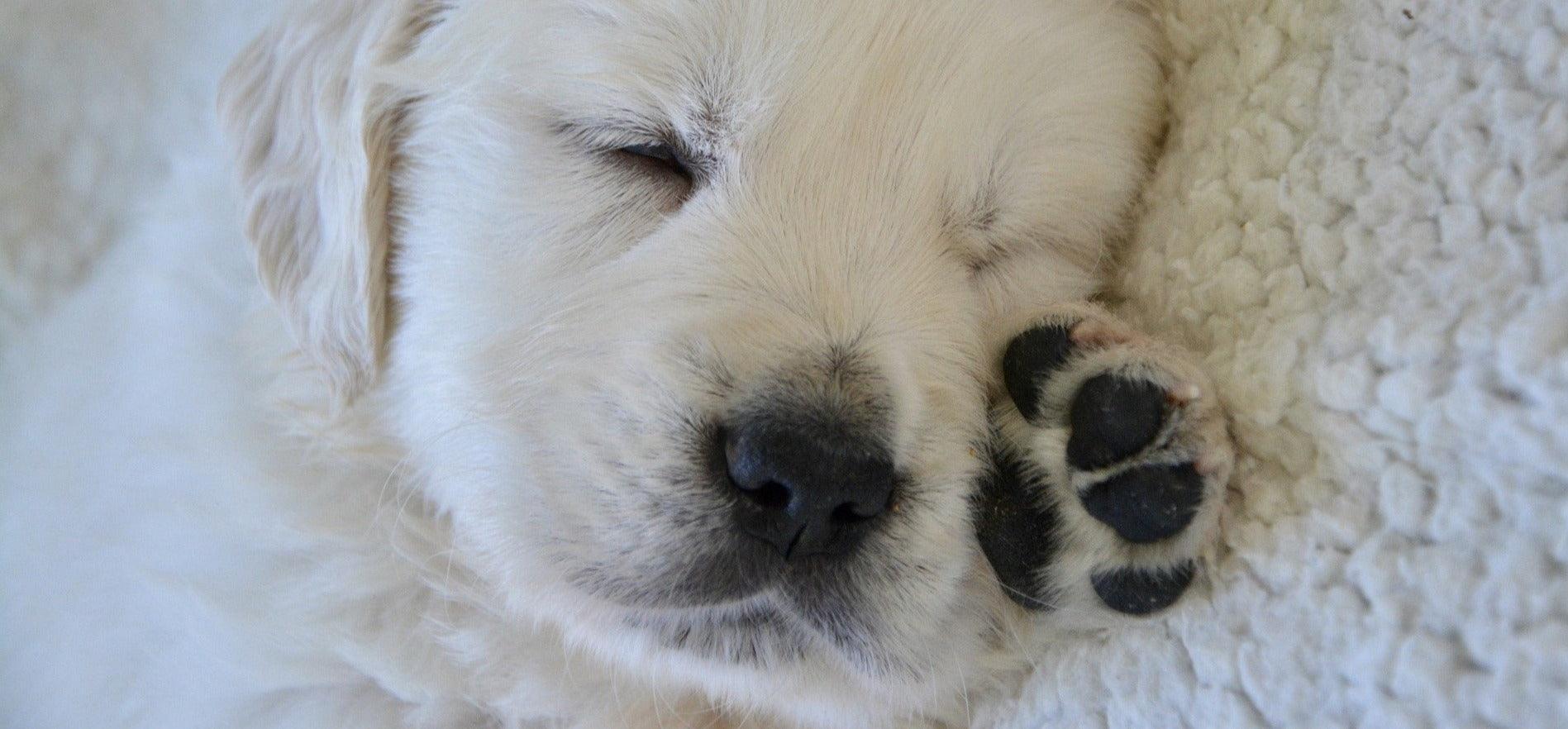 Soin naturel pour chien - BELLE TRUFFE & DOUX COUSSINETS - Kasibe