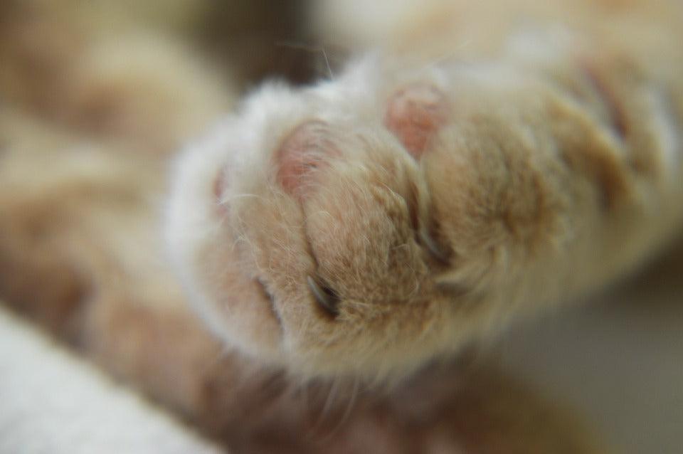 Soin pour chat - CHAMAN - Kasibe