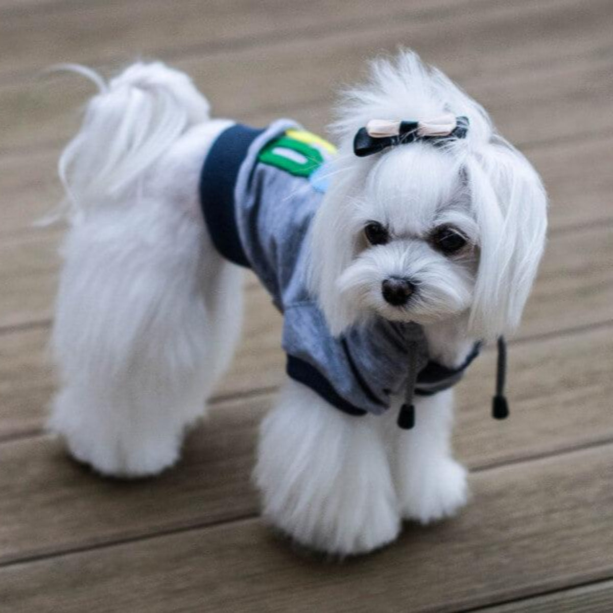 Sweat à capuche en coton pour chien - YOLO - Kasibe