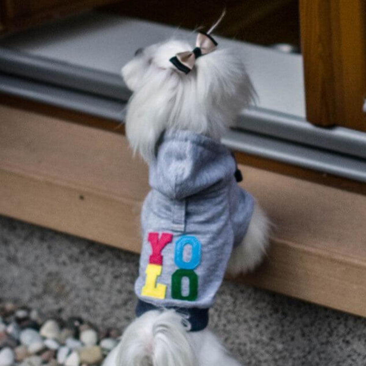 Sweat pour chien tendance - LOVE - Kasibe