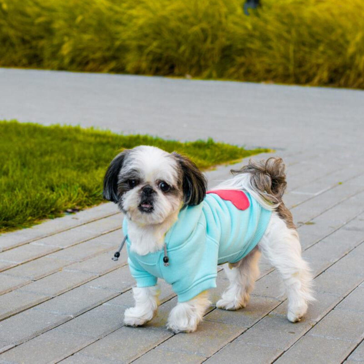 Sweat sportif pour chien - CLOUD - Kasibe