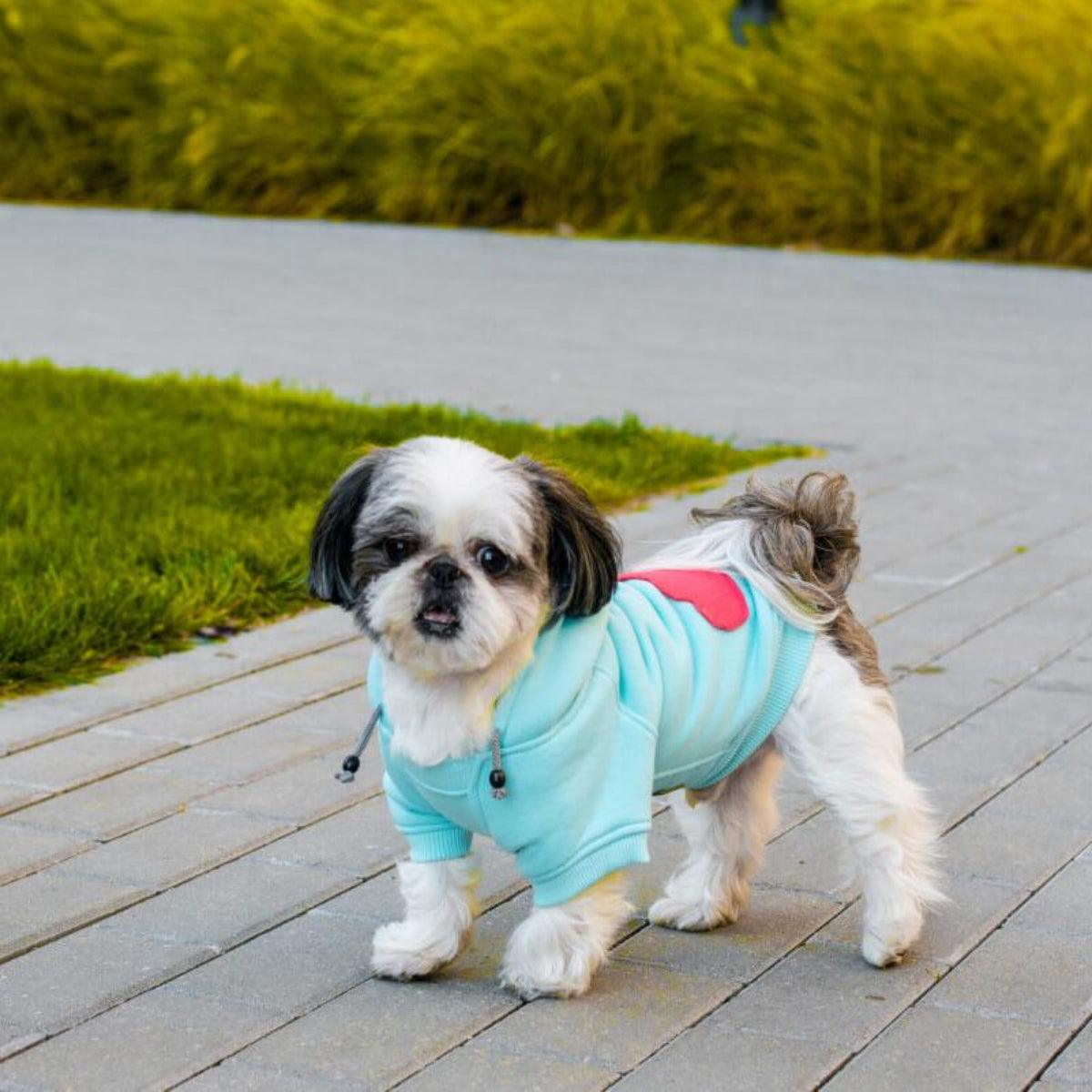 Sweat sportif pour chien - CLOUD - Kasibe