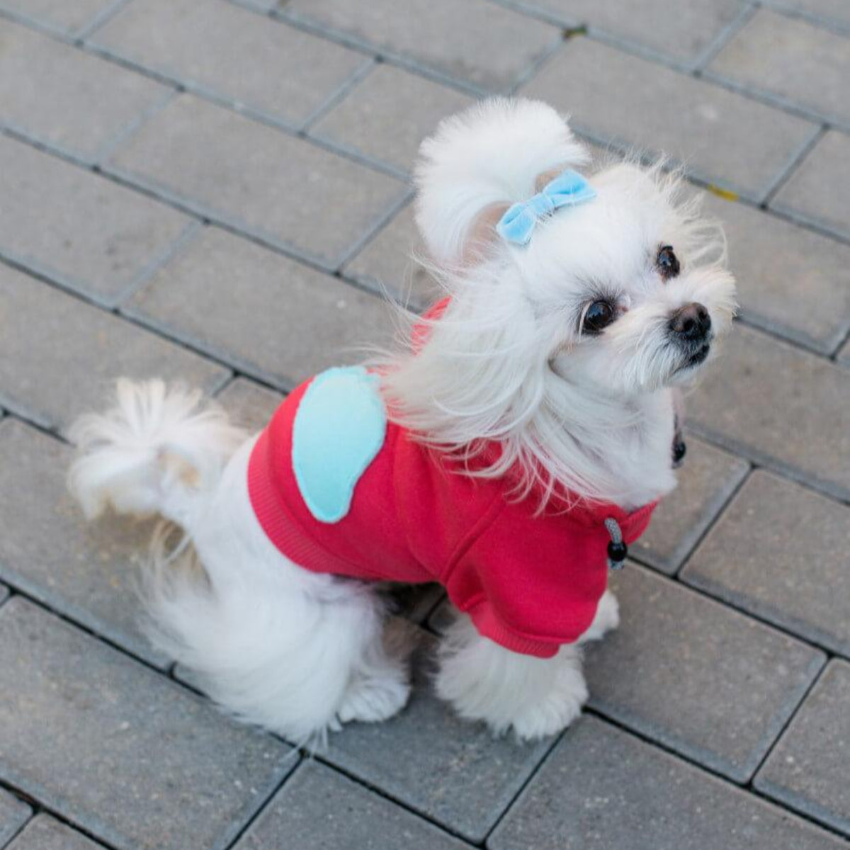 Sweat sportif pour chien - CLOUD - Kasibe