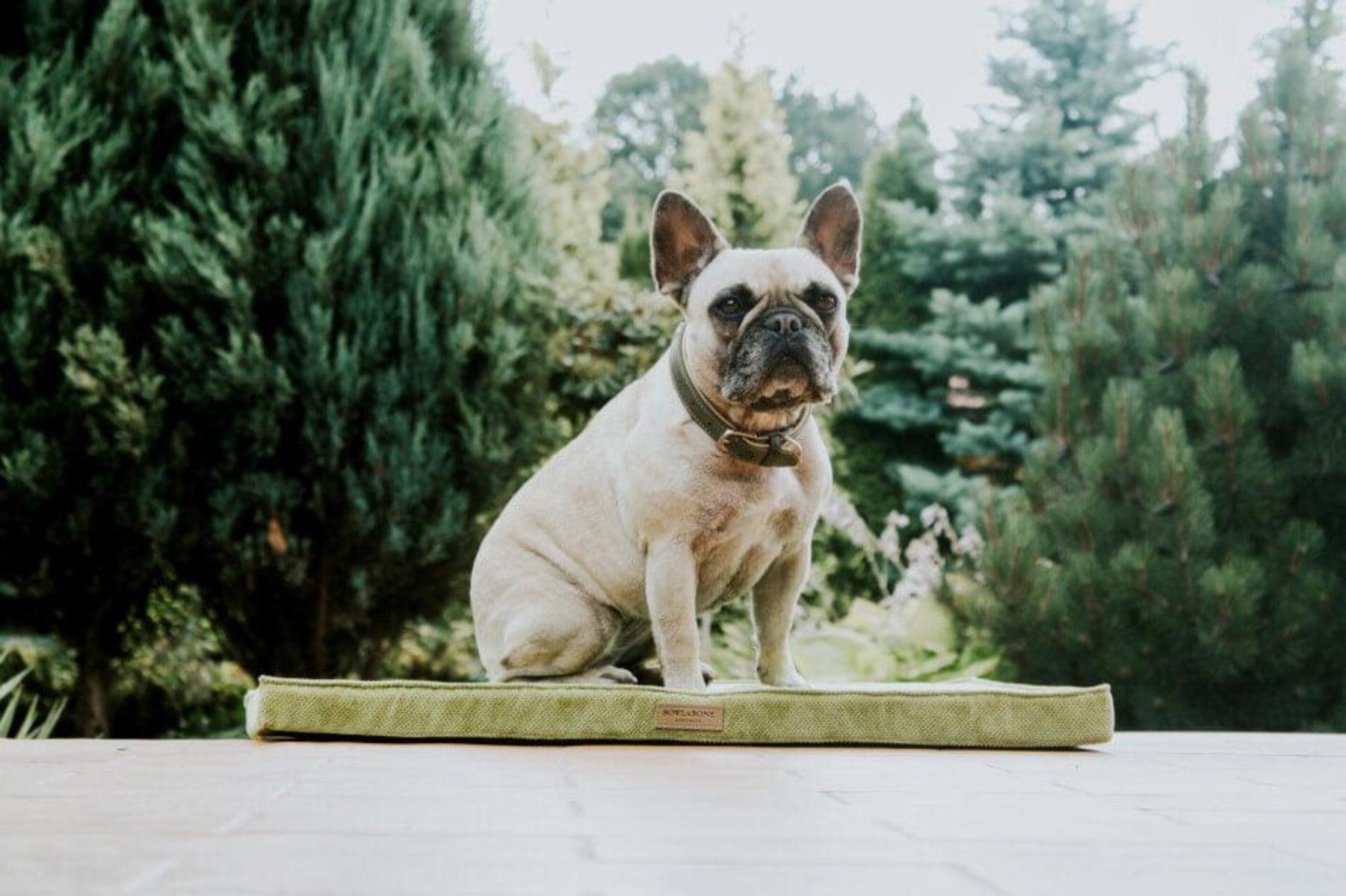 Tapis pour chien - CHILL - Kasibe