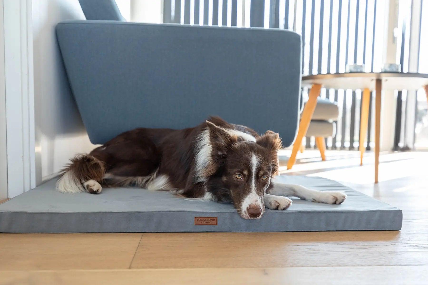 Tapis pour chien en mousse - CLASSIC - Kasibe