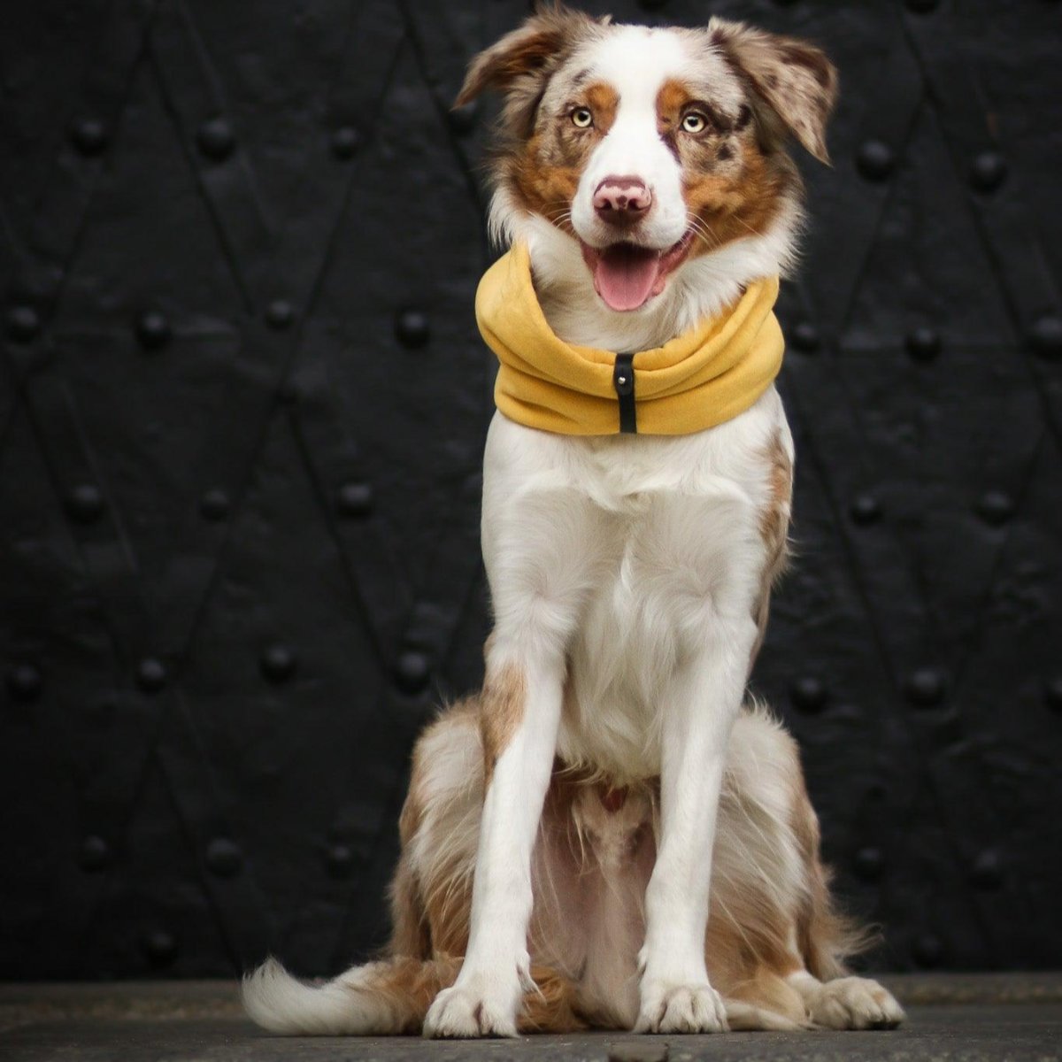 Tour de cou pour chien - INKO - Kasibe