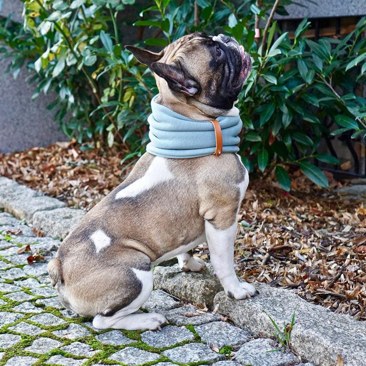Tour de cou pour chien - INKO - Kasibe