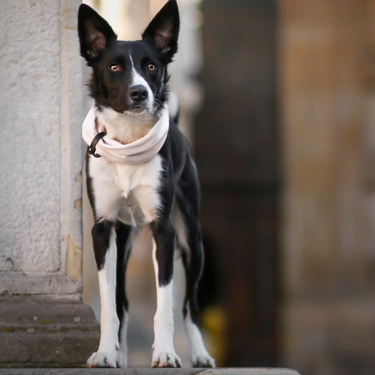 Tour de cou pour chien - INKO - Kasibe