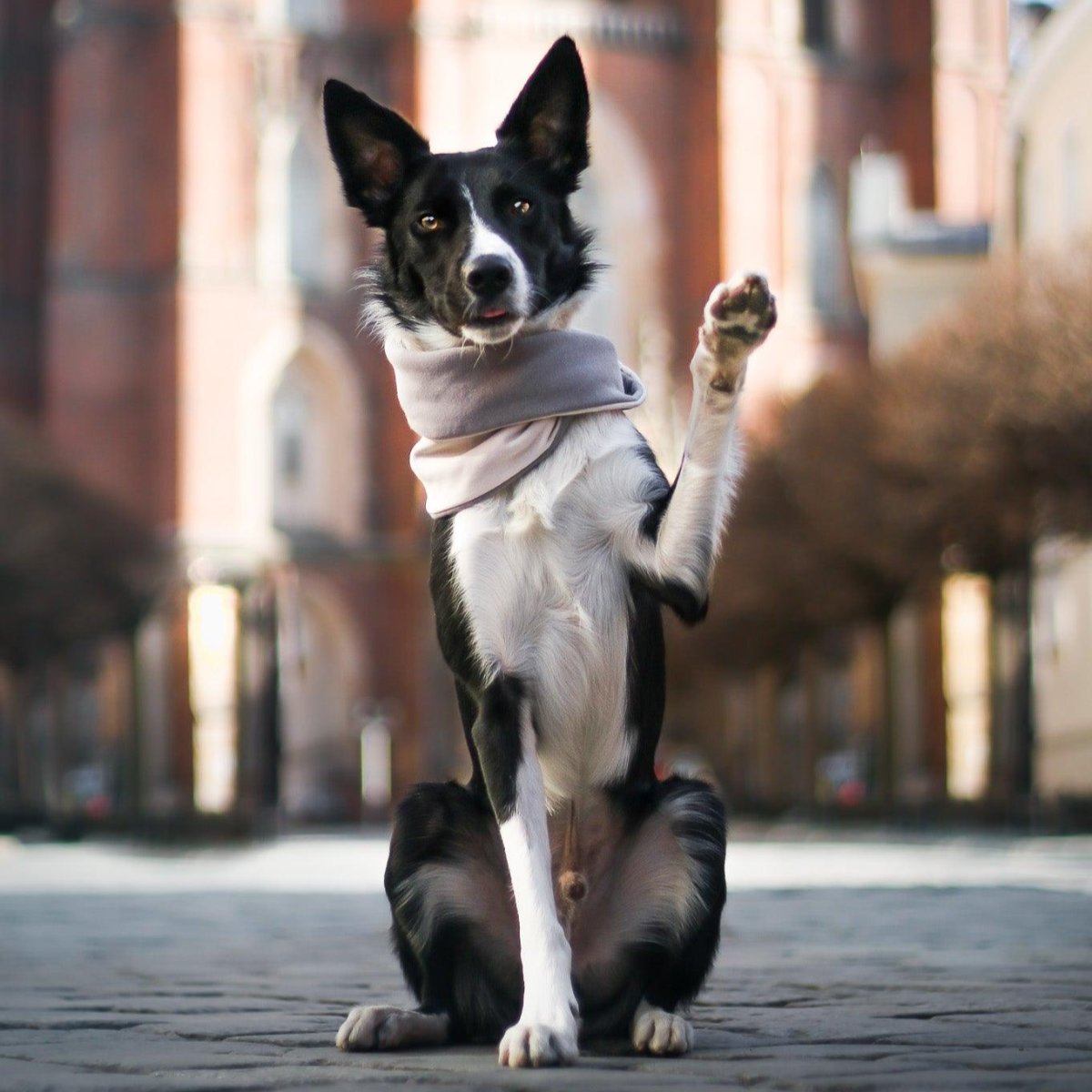 Tour de cou pour chien - SIMO - Kasibe