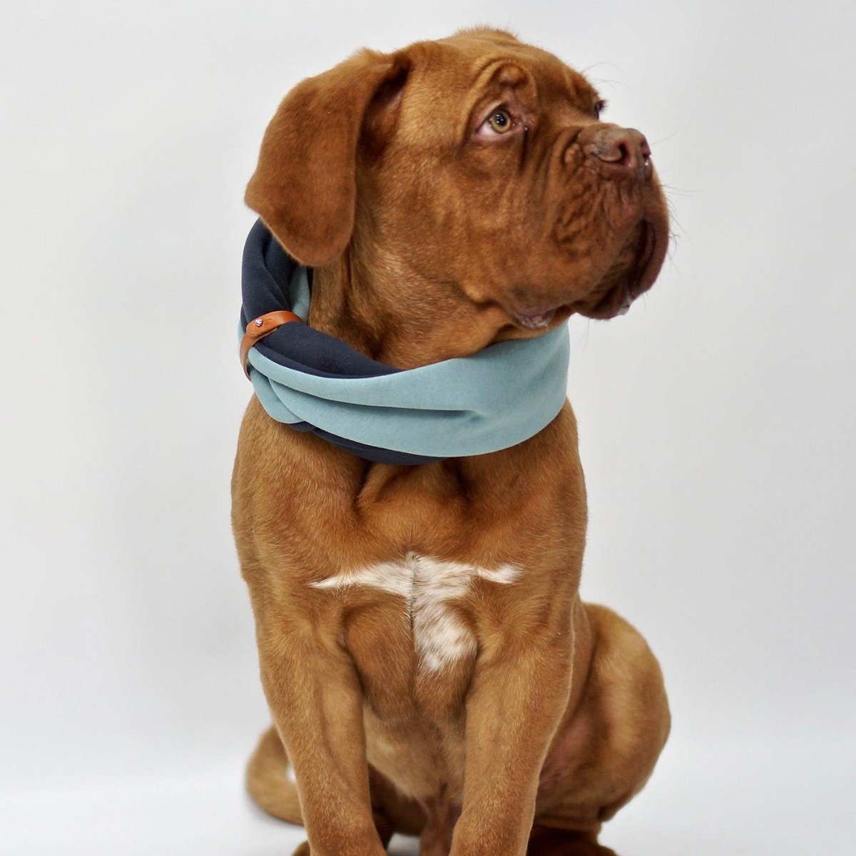Tour de cou pour chien - SIMO - Kasibe