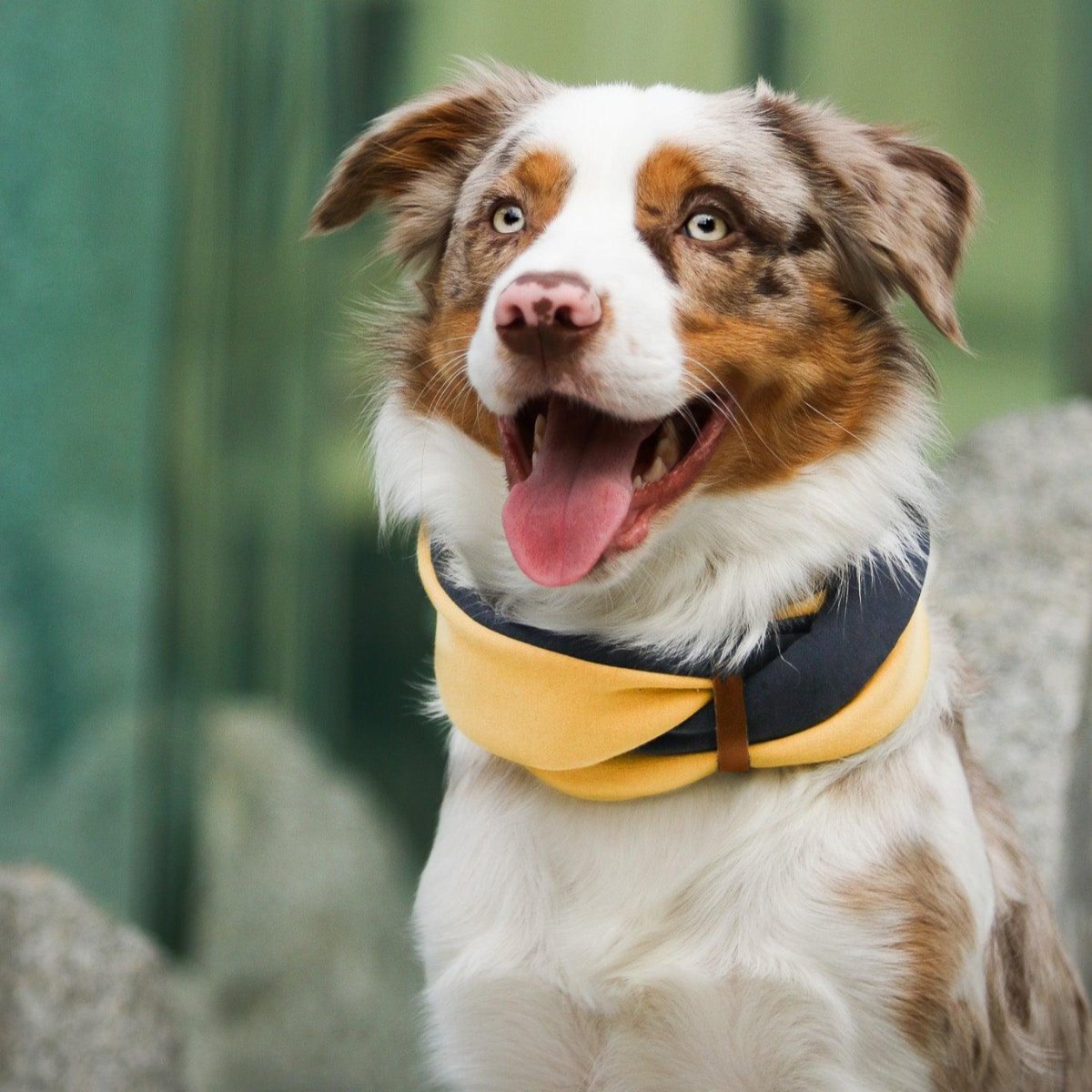 Tour de cou pour chien - SIMO - Kasibe