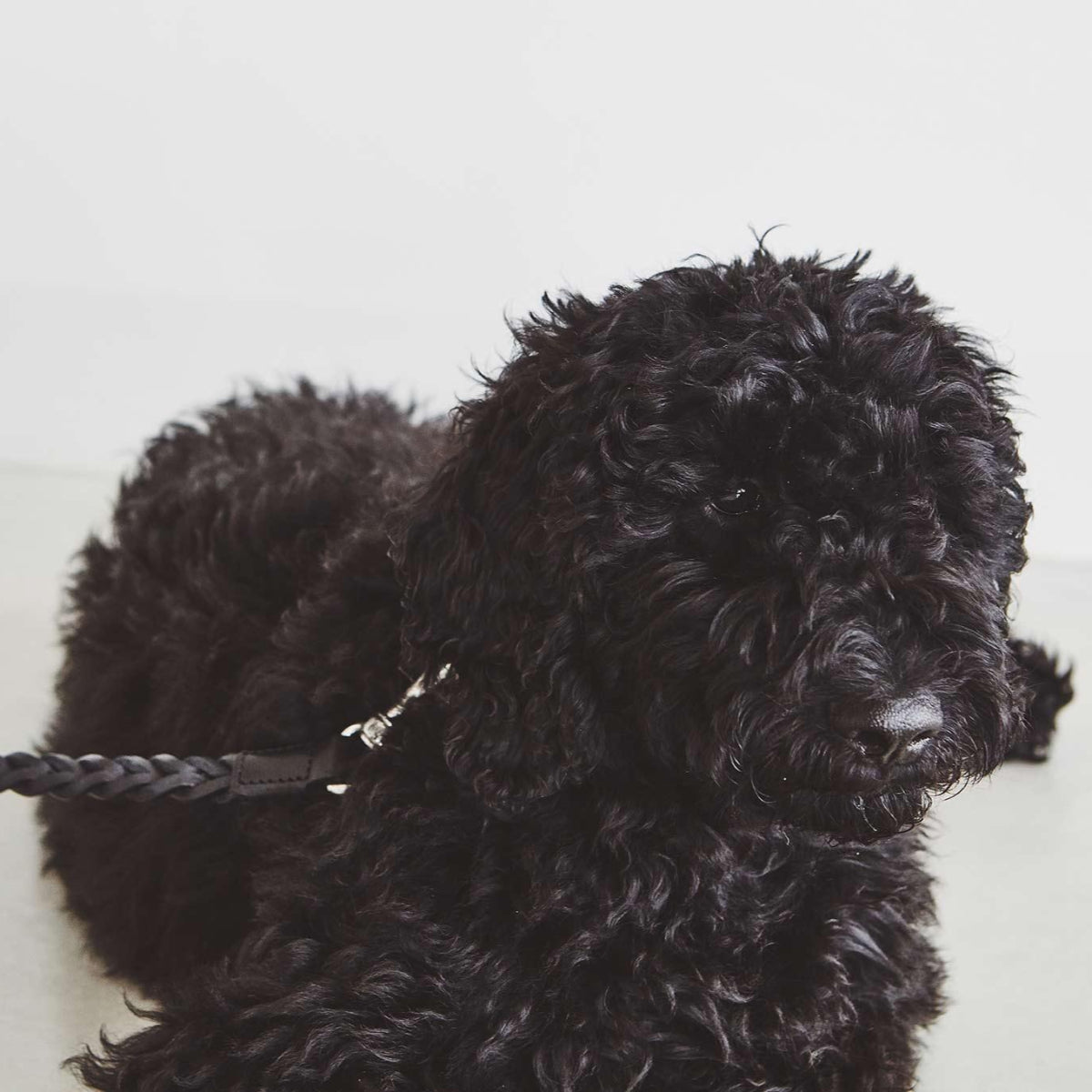 Très beau collier pour chien - BERGAMO - Kasibe