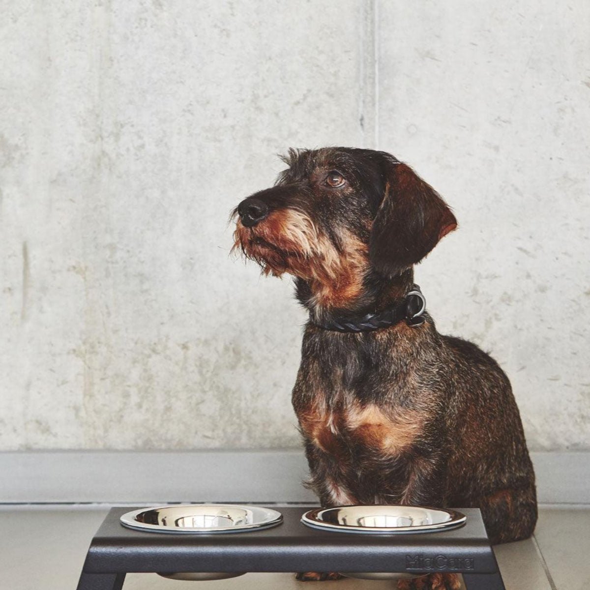 Très beau collier pour chien - BERGAMO - Kasibe